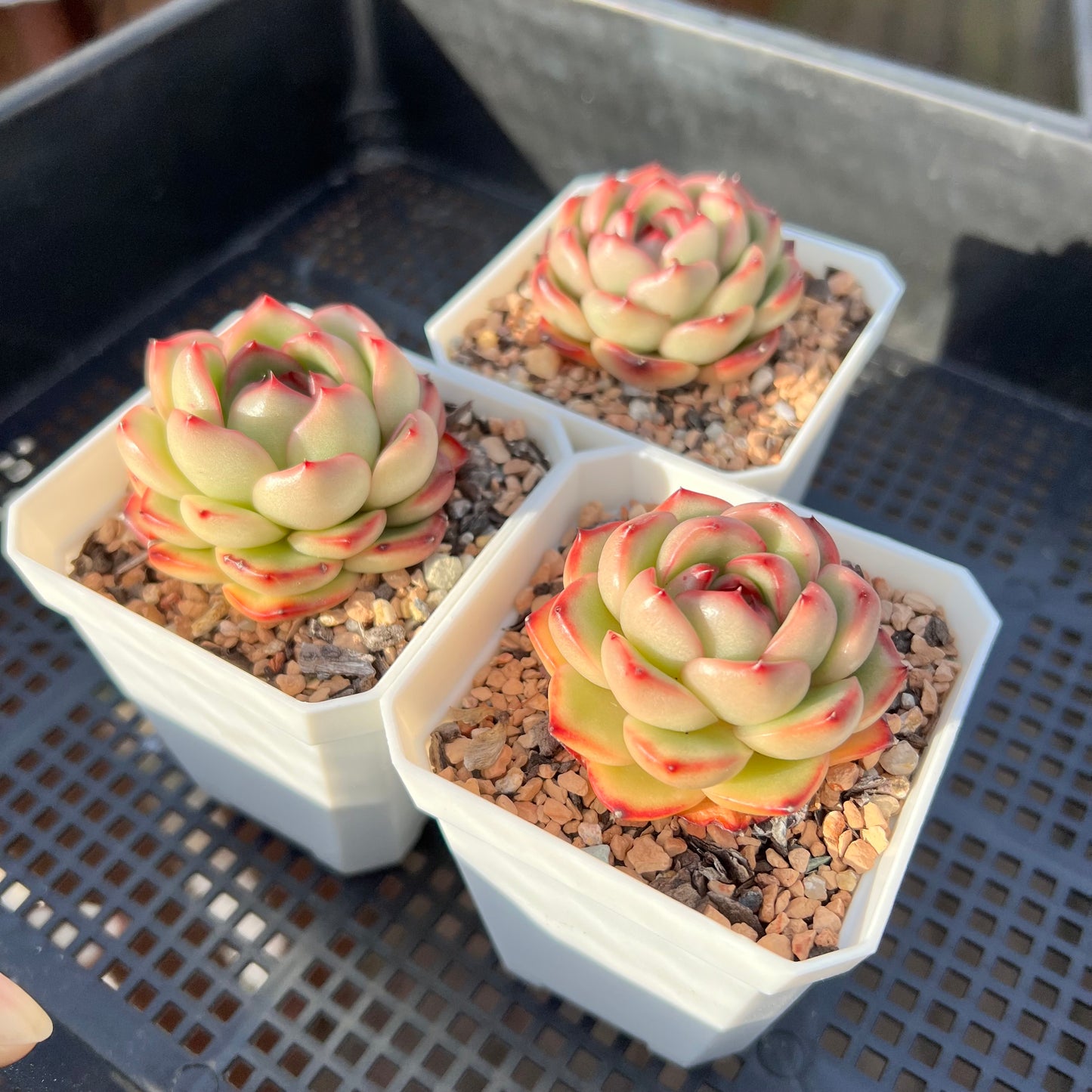 Echeveria 'Mont Blanc' Korean Form