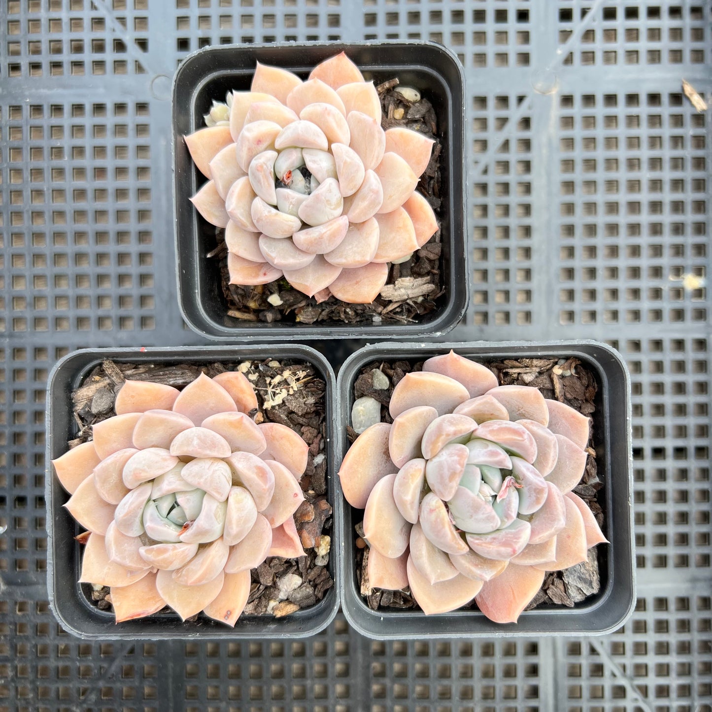 Echeveria Pink Rose
