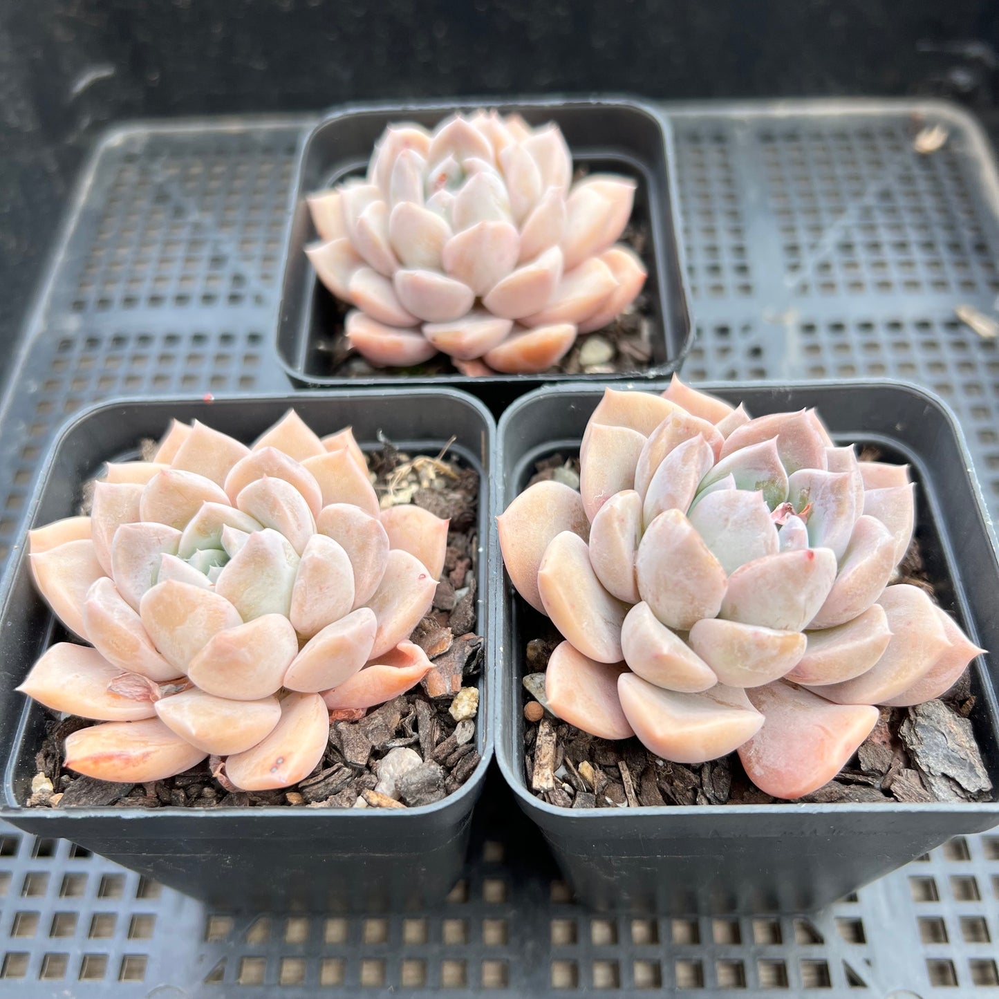 Echeveria Pink Rose