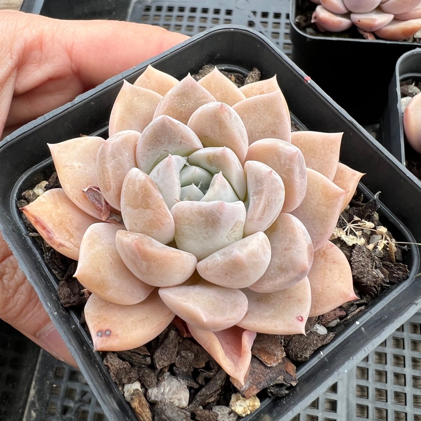 Echeveria Pink Rose
