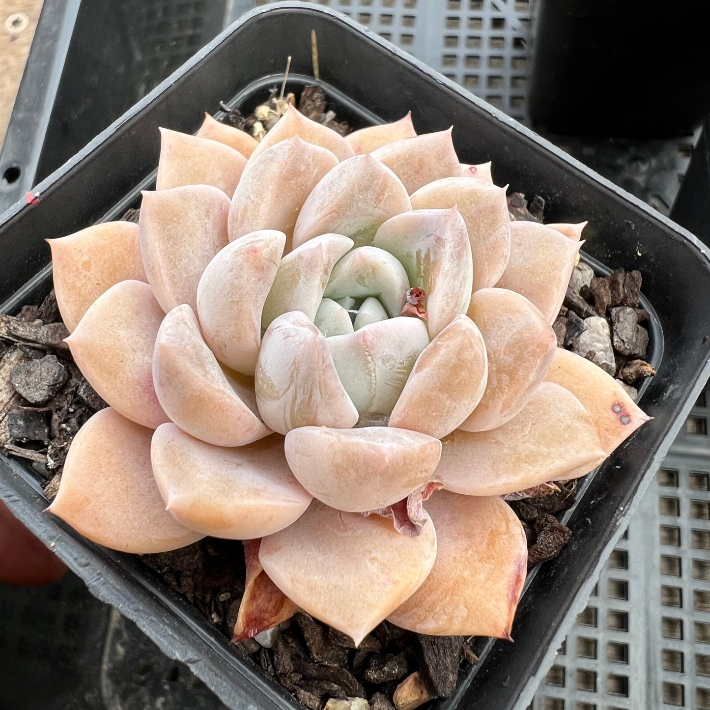 Echeveria Pink Rose