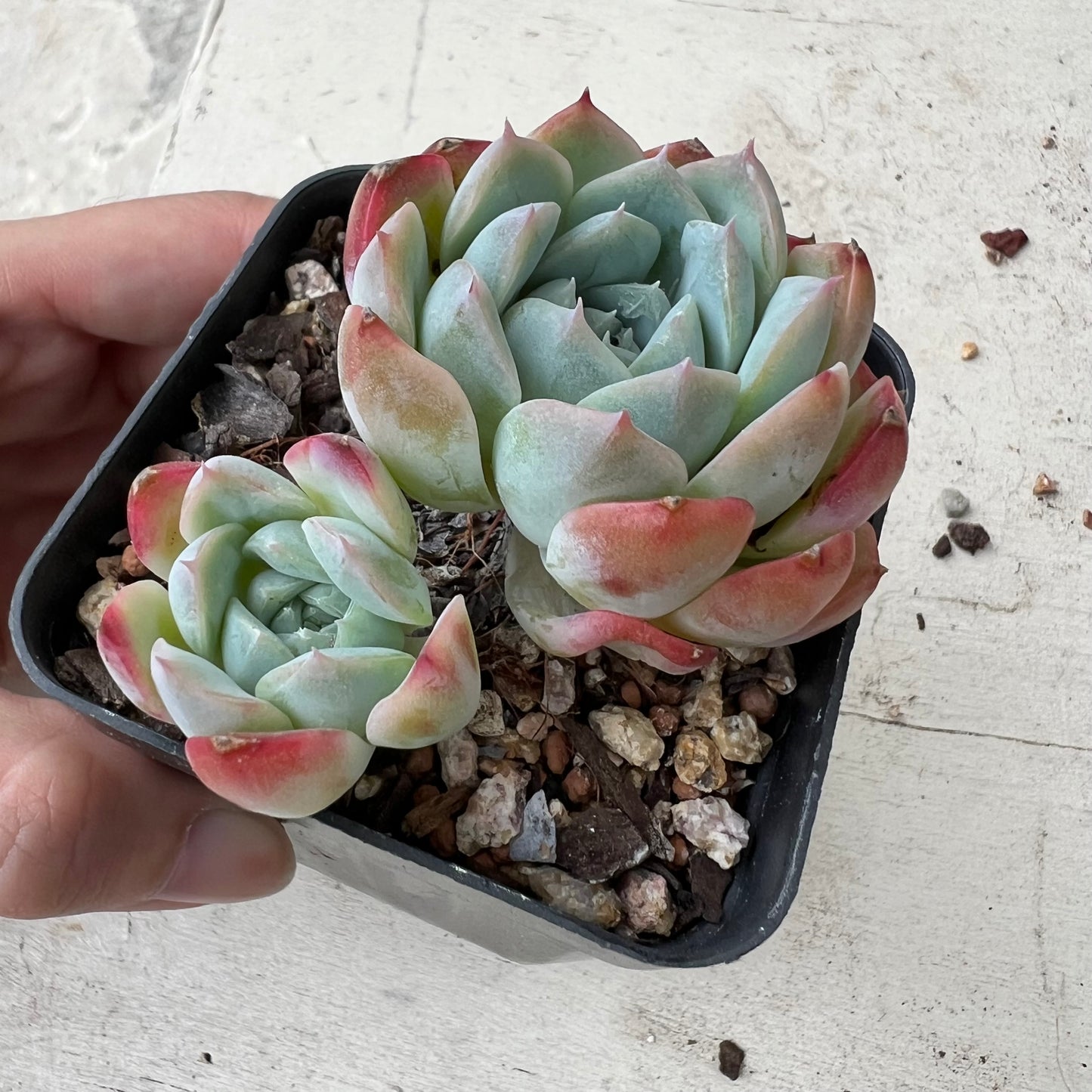 Echeveria Pink Senura