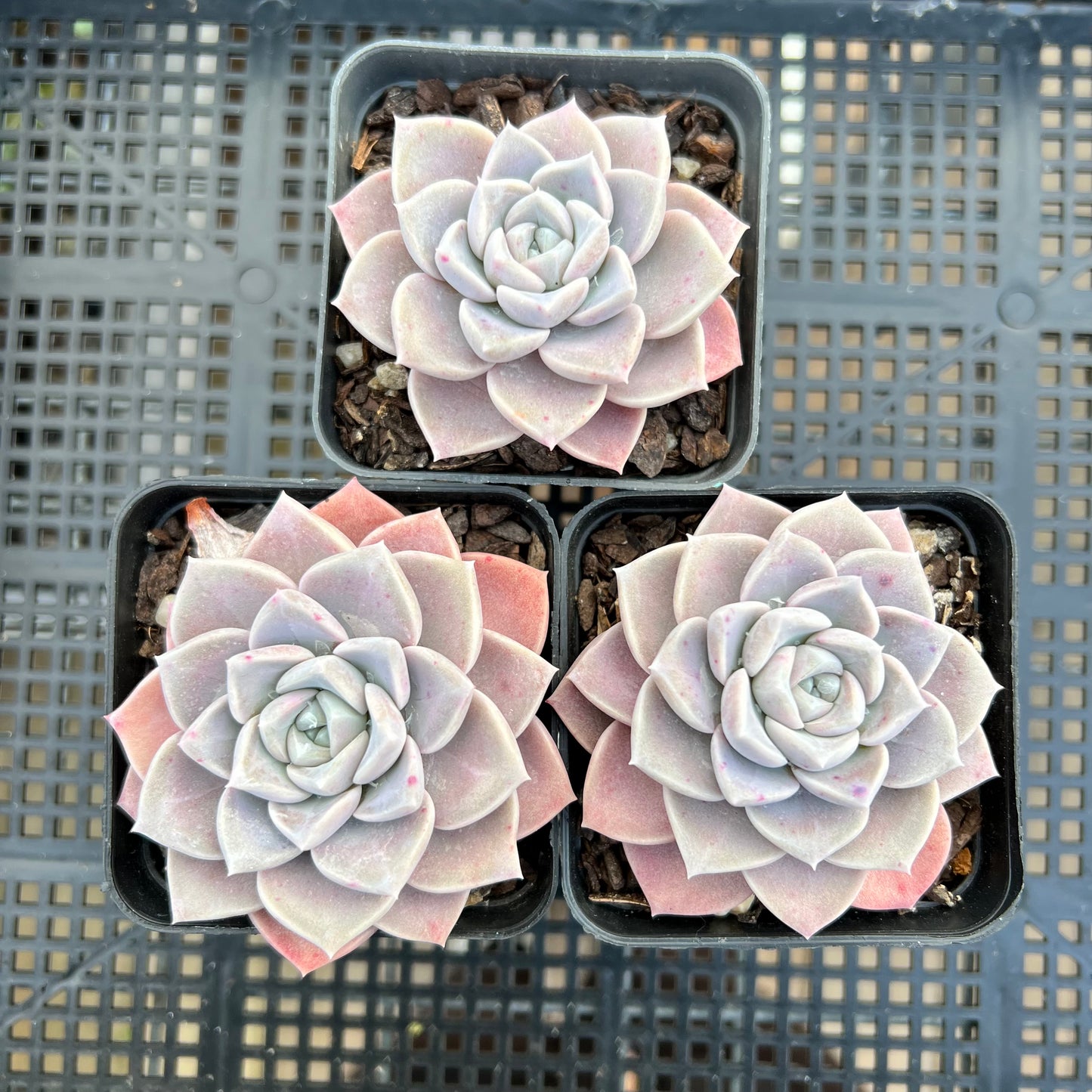 Echeveria Pink Star