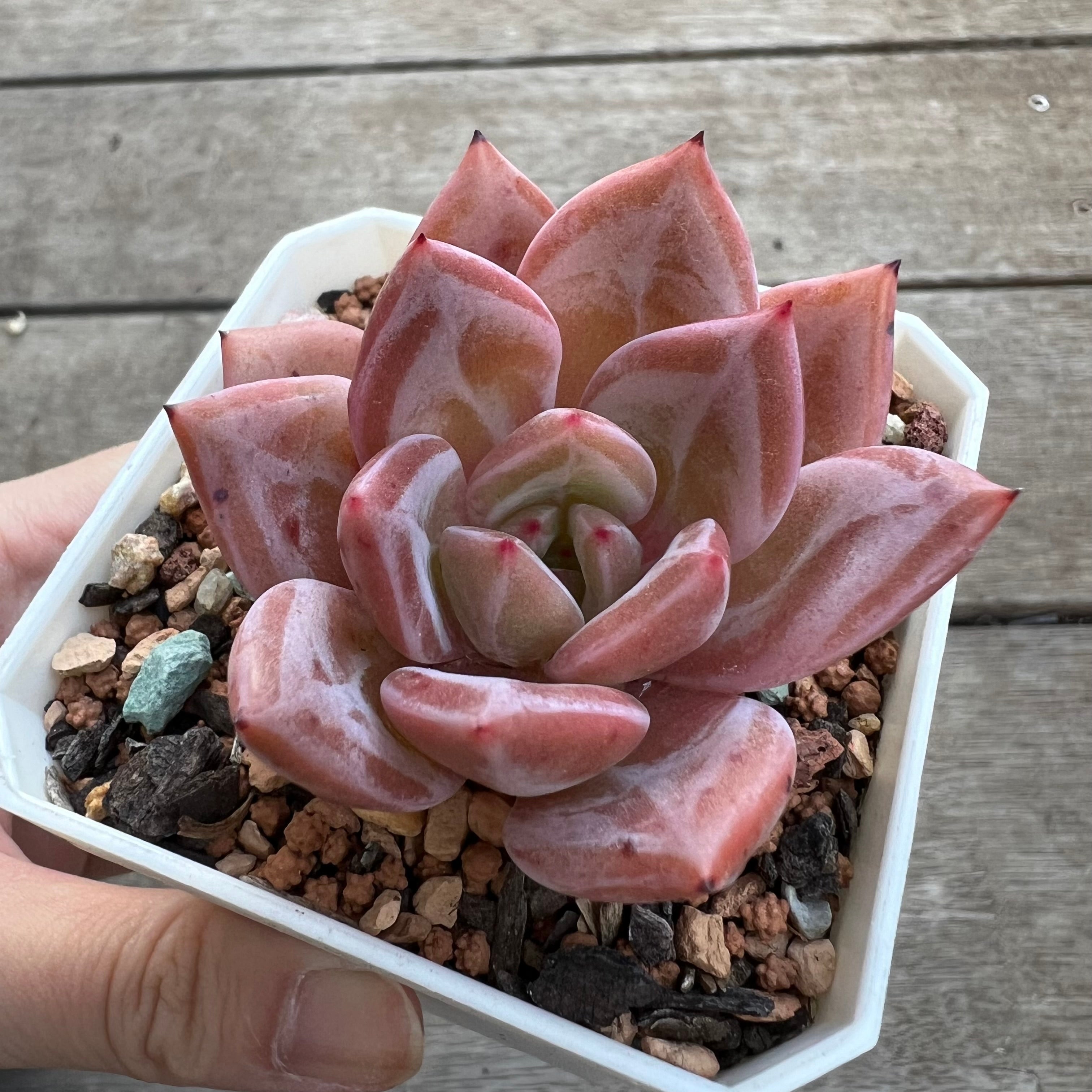 champagne succulent Echeveria Purple Champagne