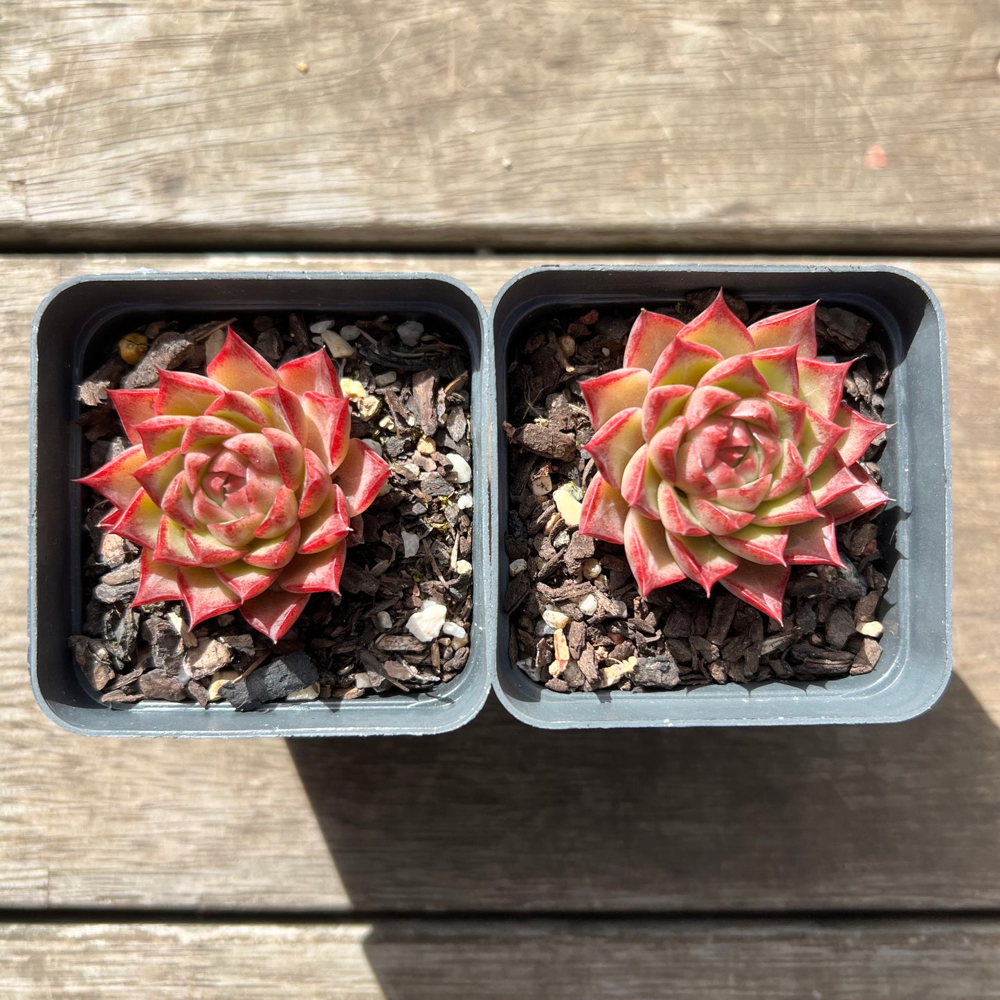 Echeveria Queen 'Hi-ins'