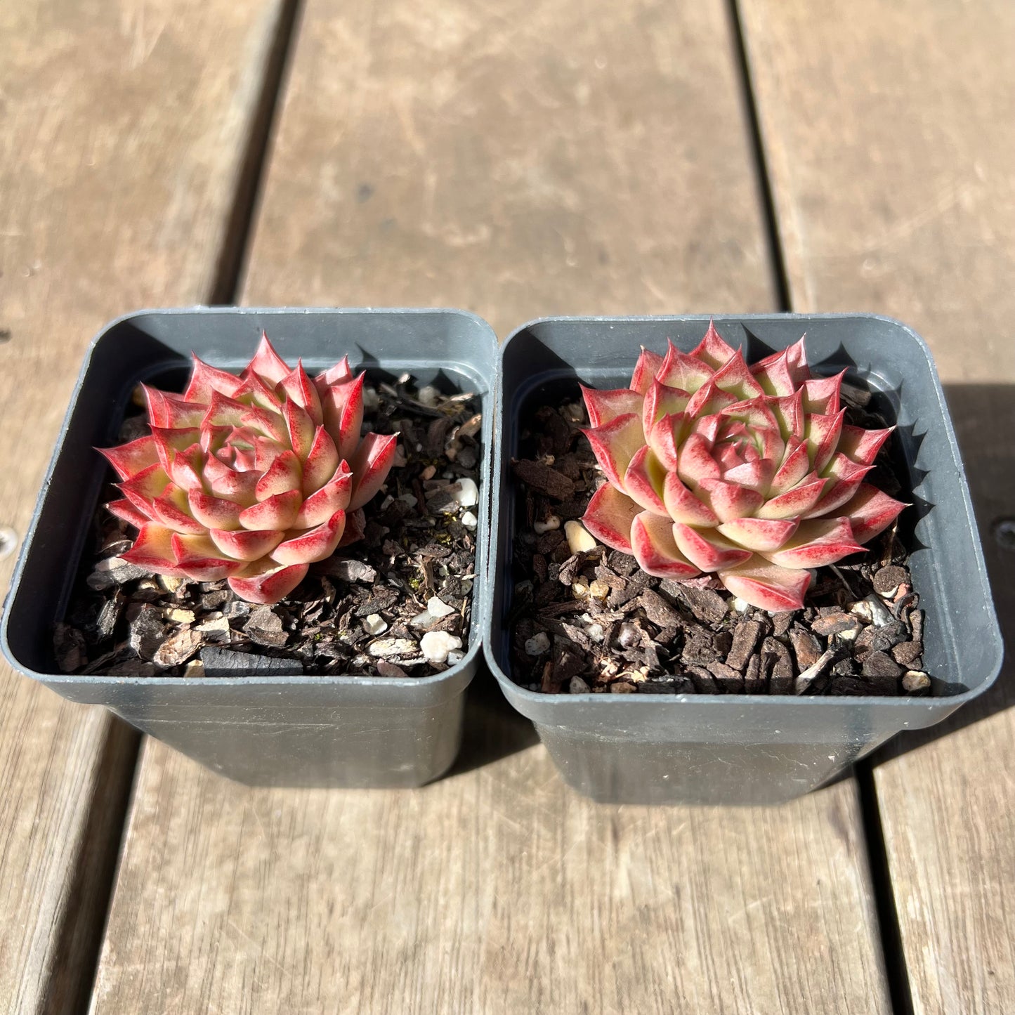 Echeveria Queen 'Hi-ins'