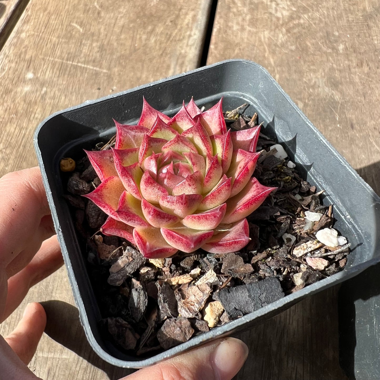 Echeveria Queen 'Hi-ins'