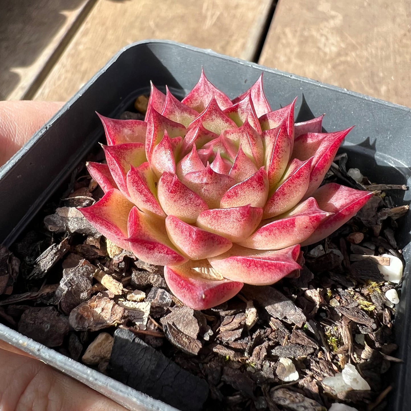 Echeveria Queen 'Hi-ins'