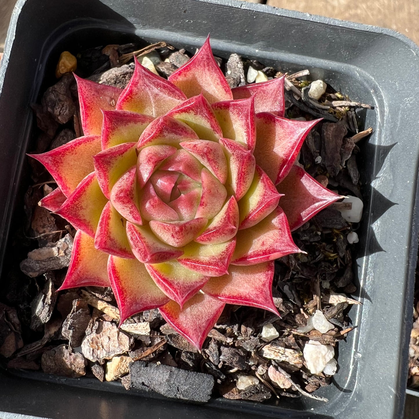 Echeveria Queen 'Hi-ins'