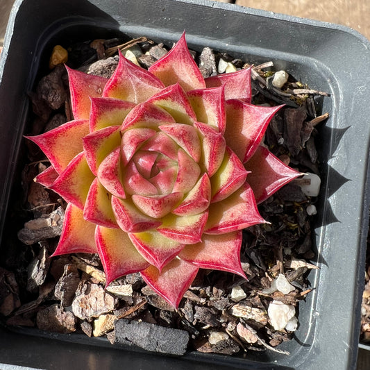 Echeveria Queen 'Hi-ins'