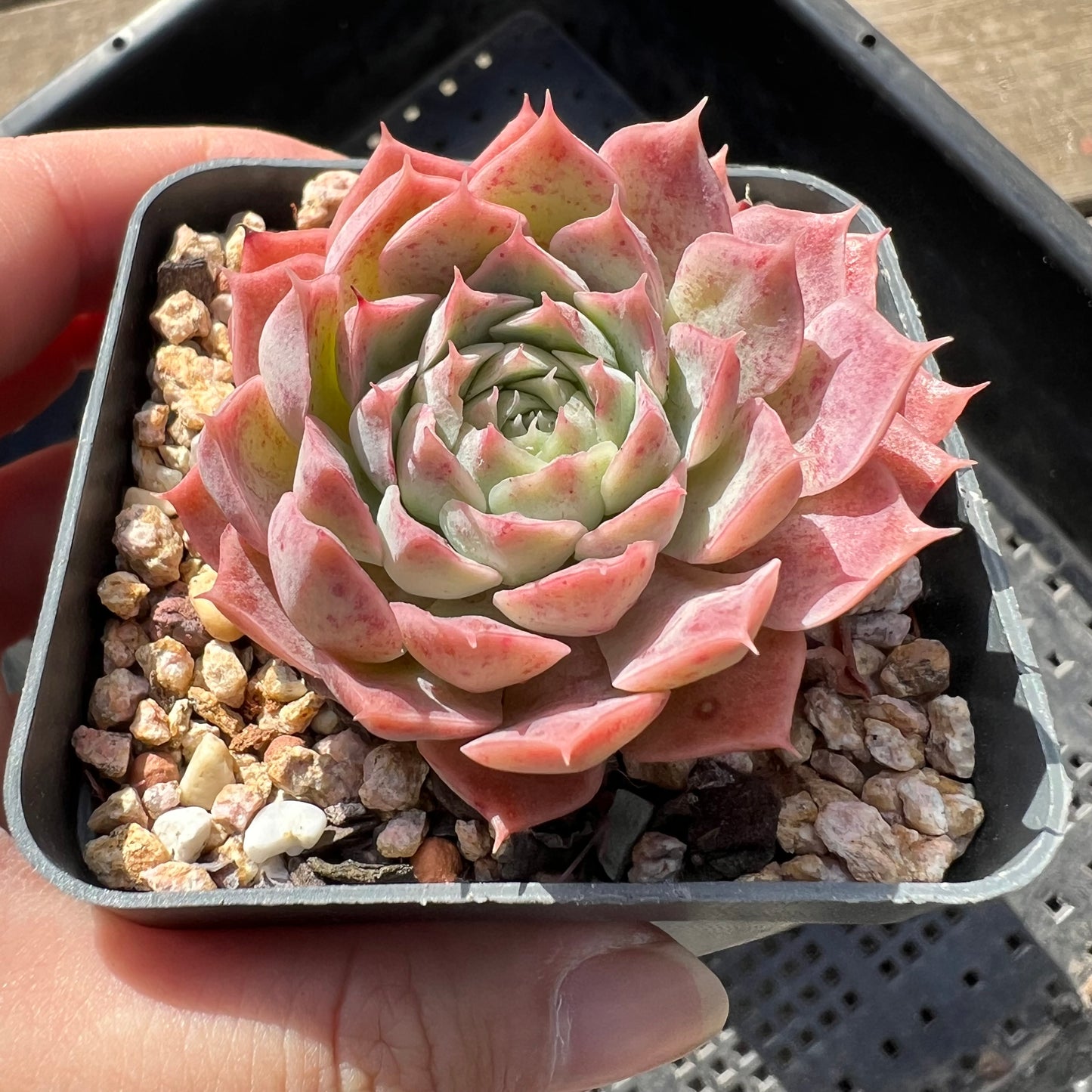 Echeveria Red Hole