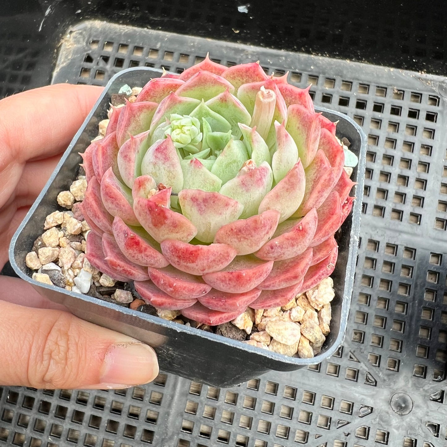 Echeveria Red Hole