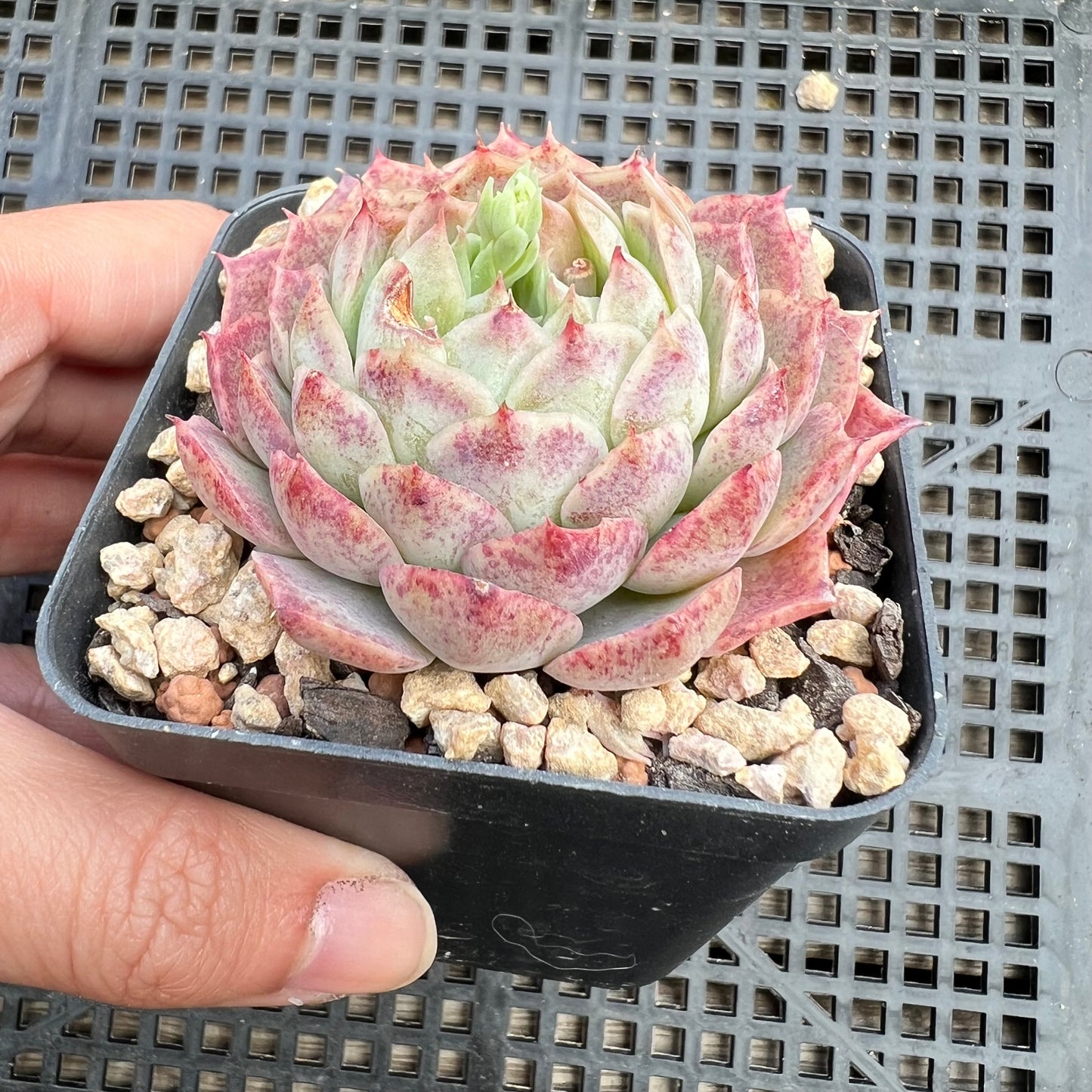 Echeveria Red Hole