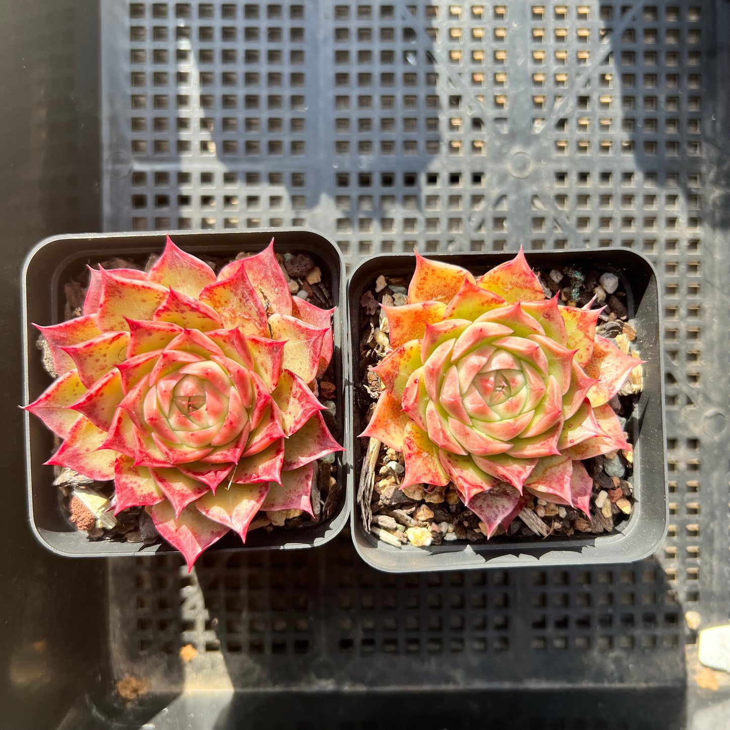 Echeveria Sea Shell / Conch Girl