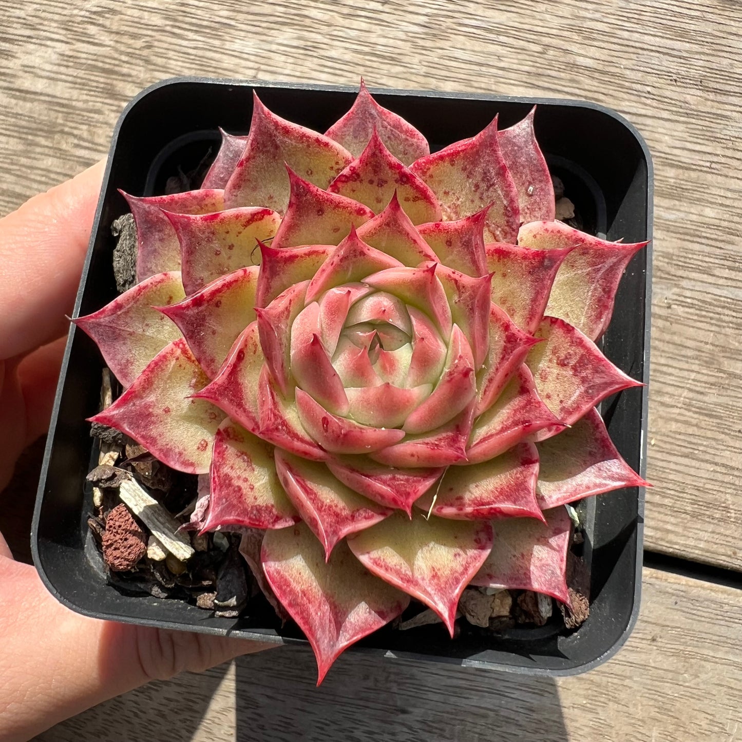 Echeveria Sea Shell / Conch Girl