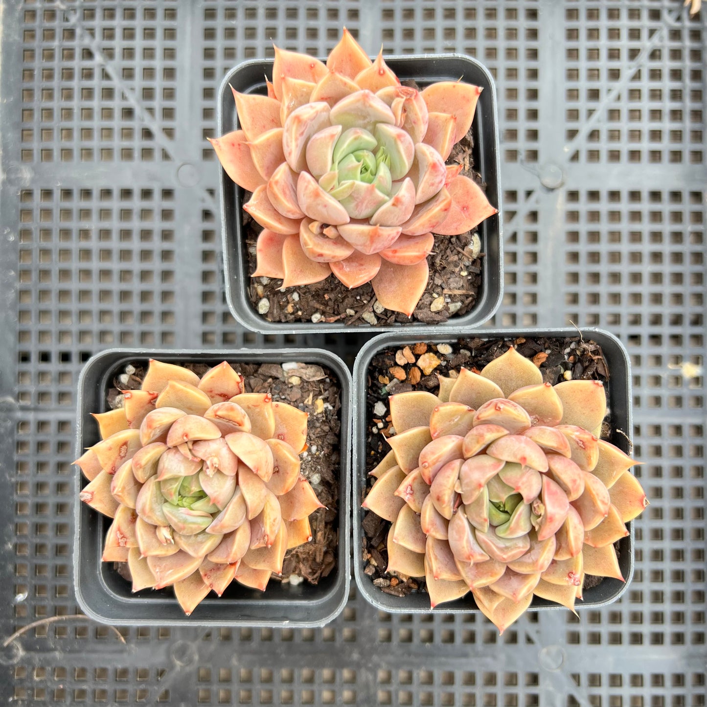 Echeveria Summer Dream