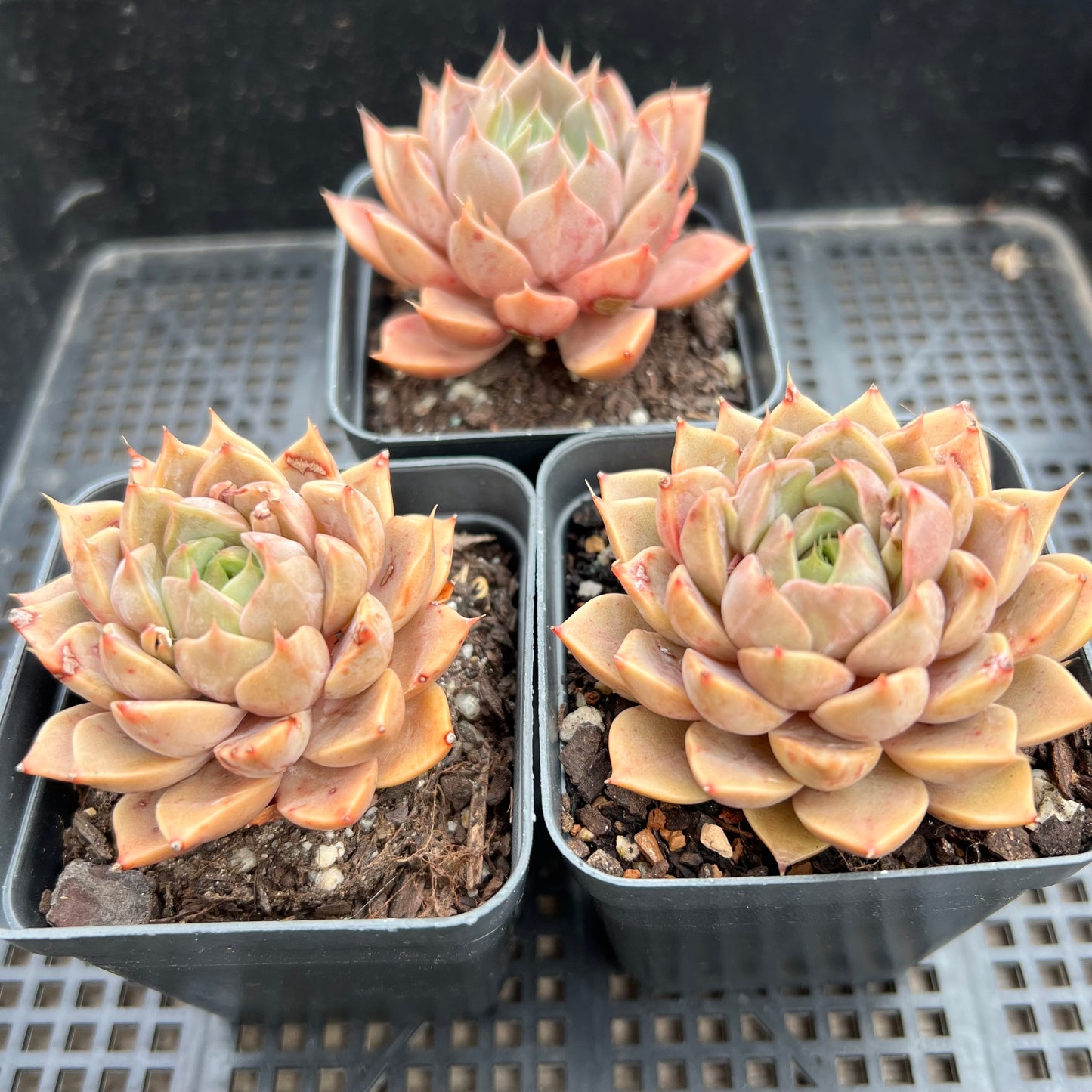 Echeveria Summer Dream