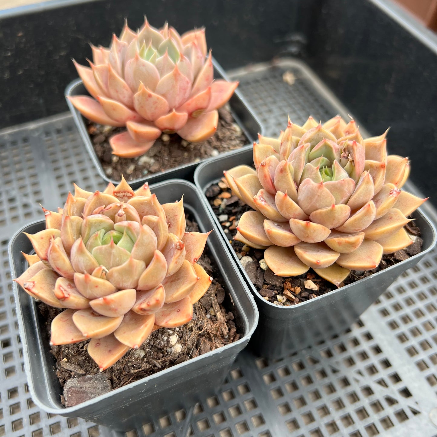 Echeveria Summer Dream