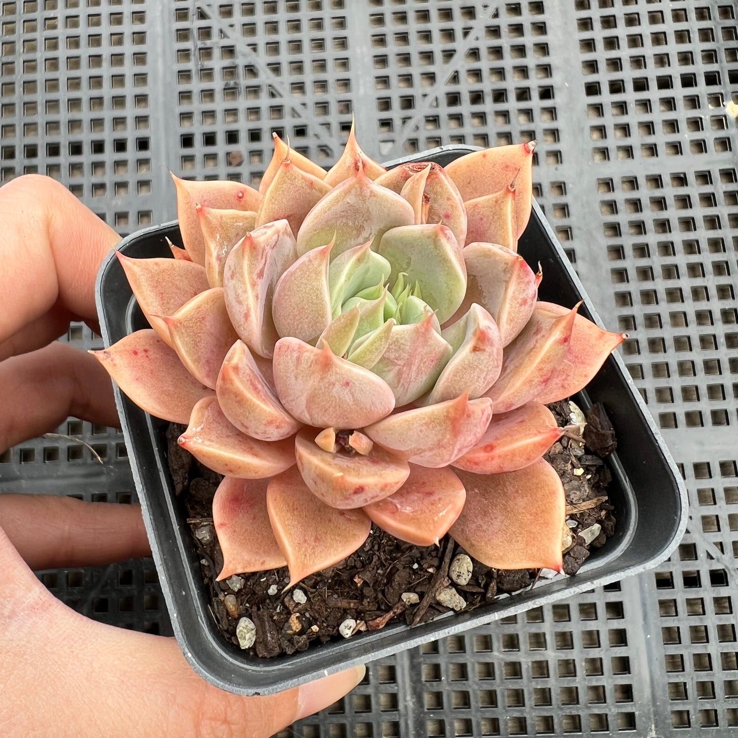 Echeveria Summer Dream