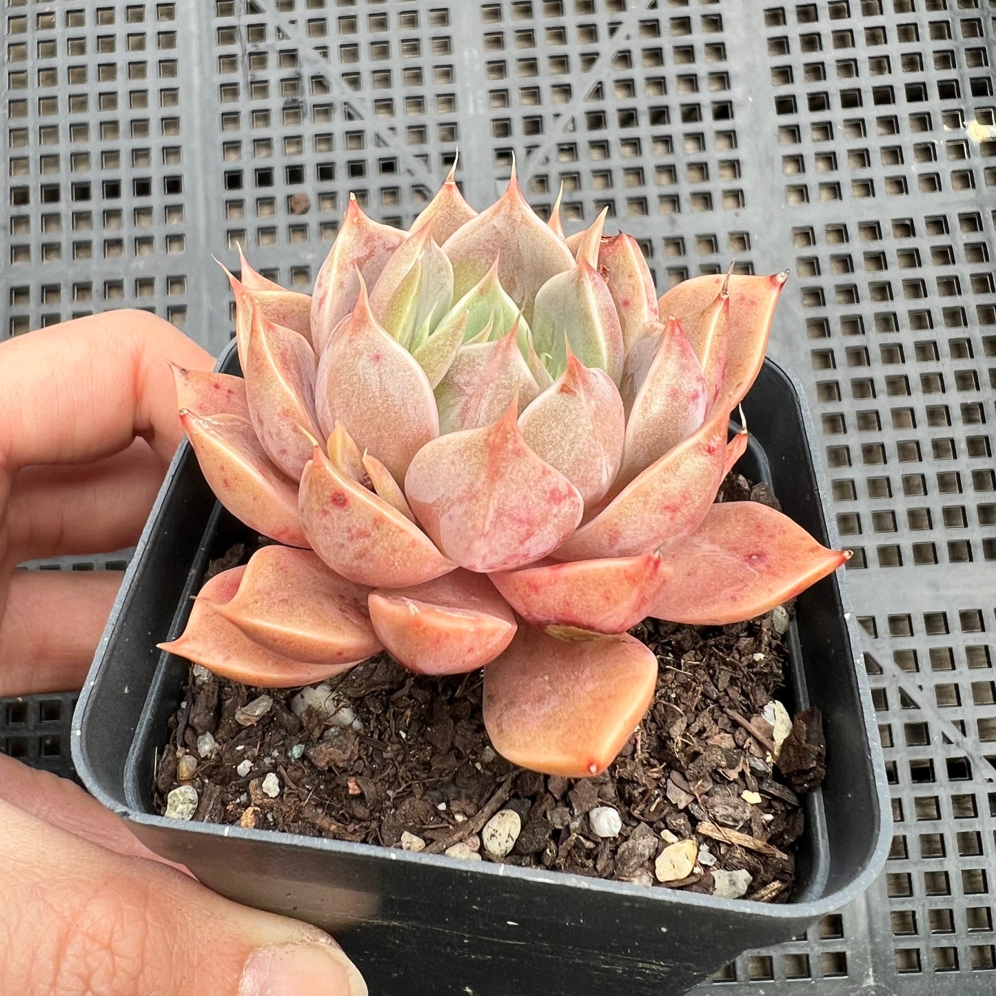 Echeveria Summer Dream