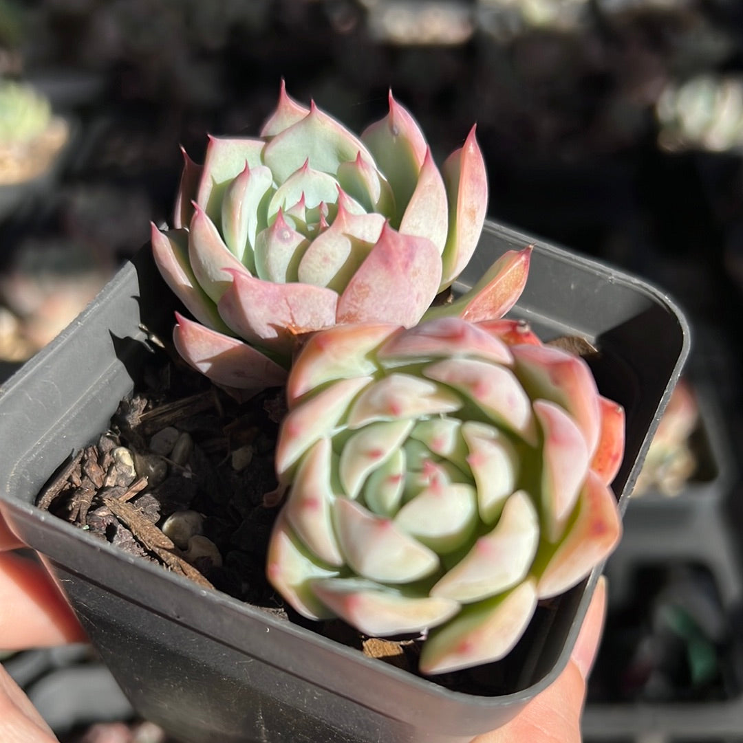 Echeveria Tippy