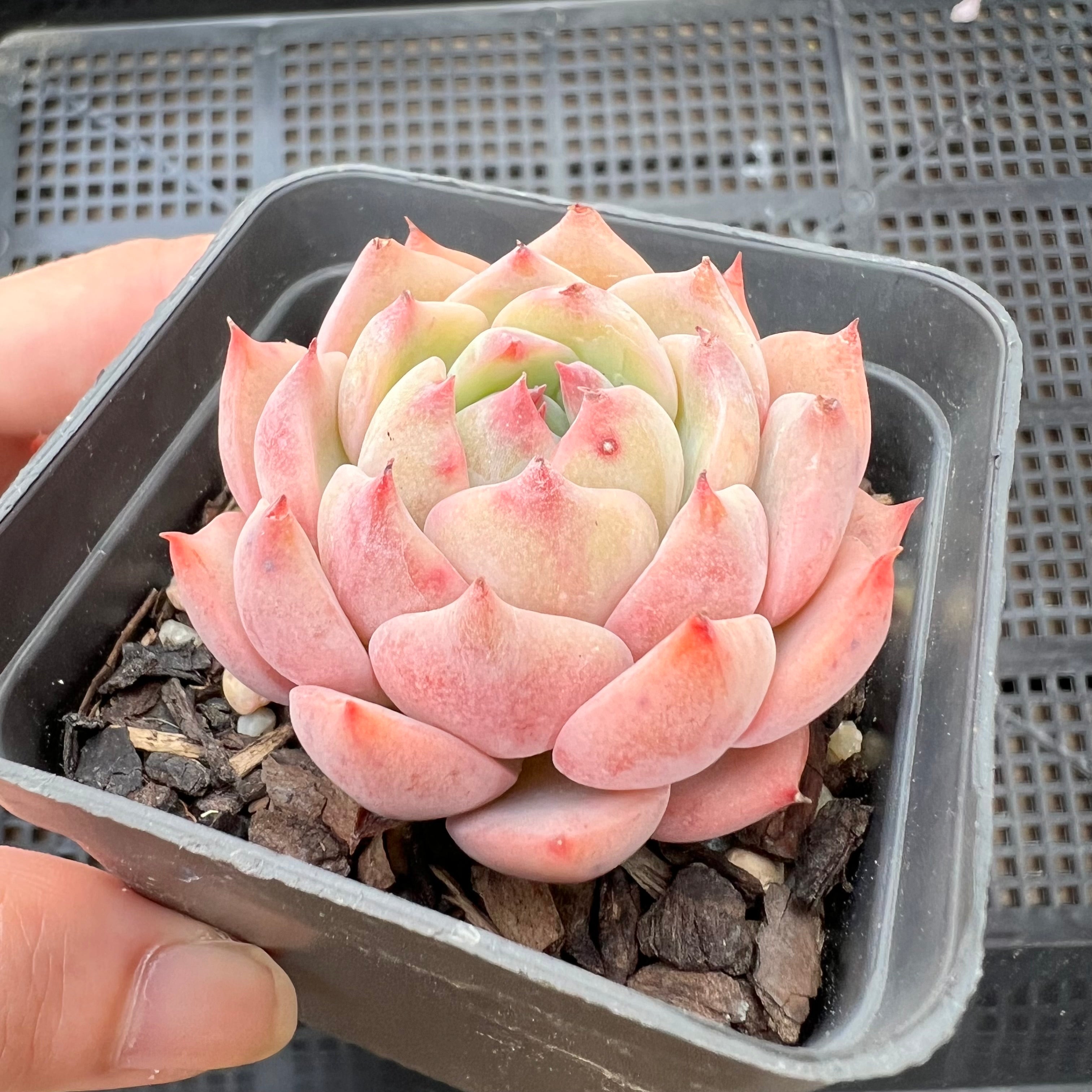 echeveria tippy pink succulent Echeveria Tippy