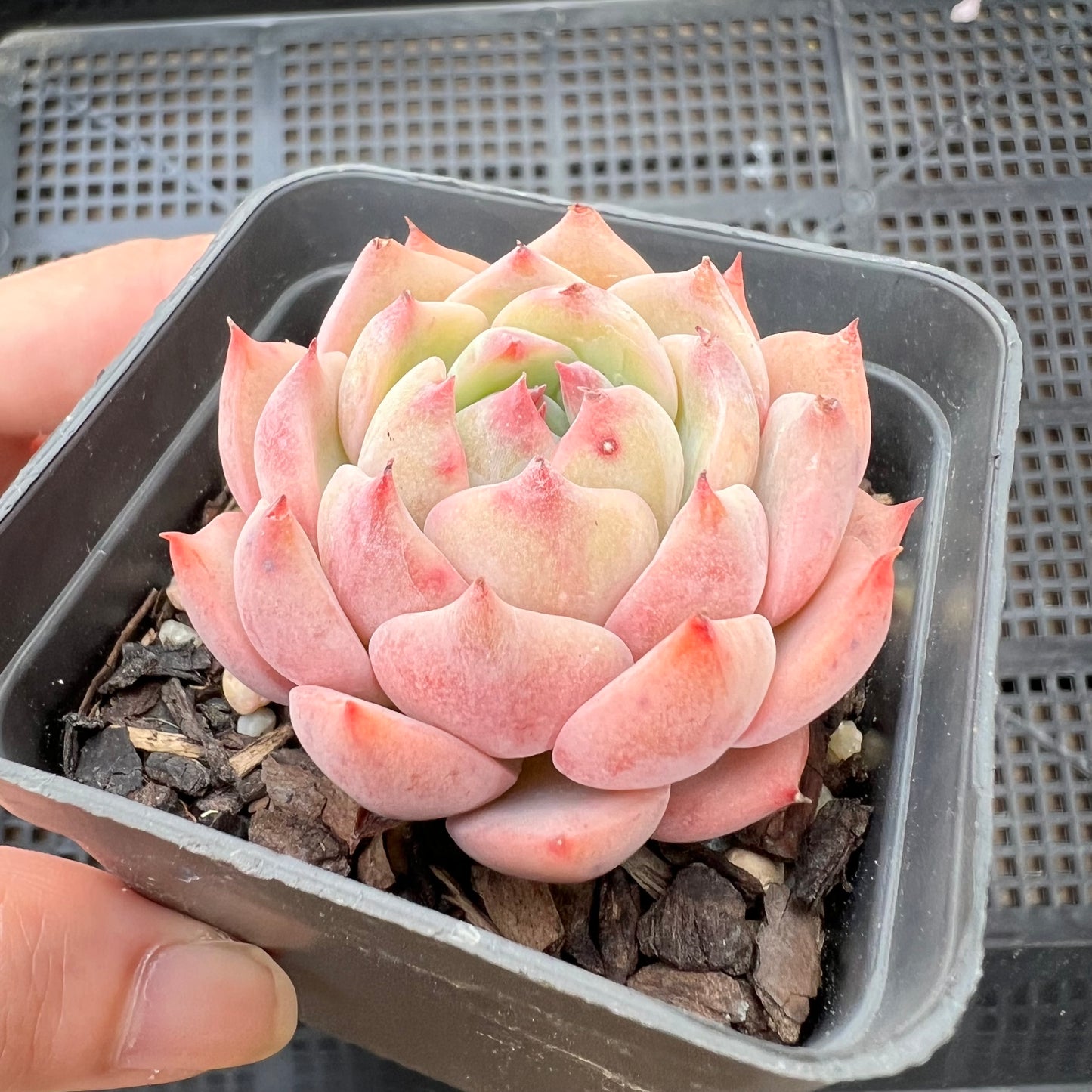 Echeveria Tippy