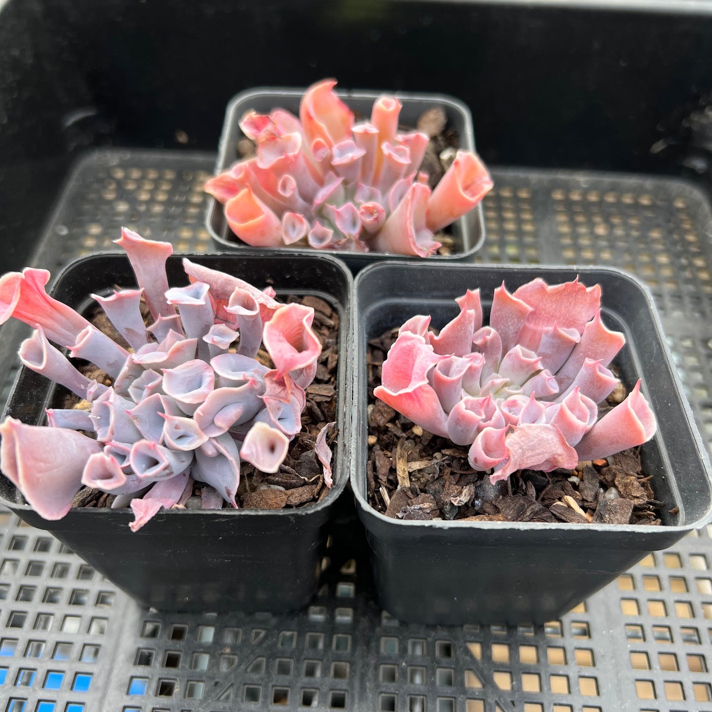Echeveria Trumpet Pinky