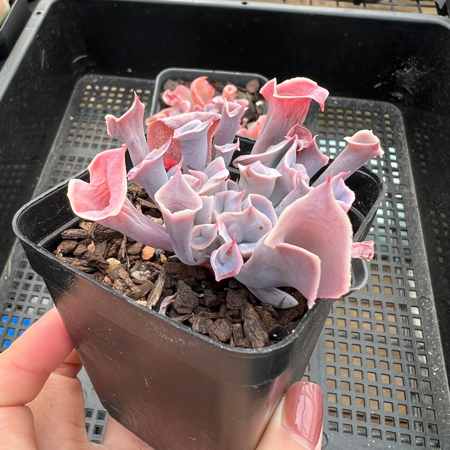 Echeveria Trumpet Pinky