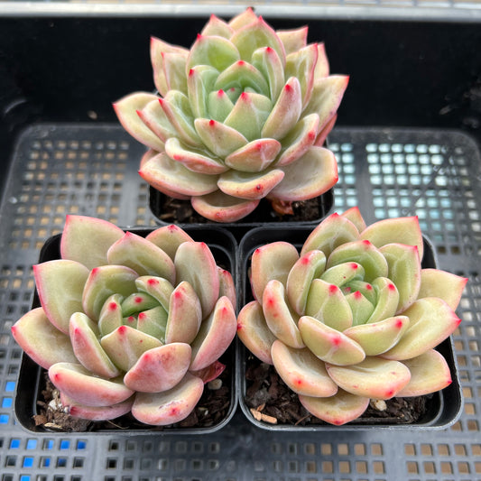 Echeveria White Champagne