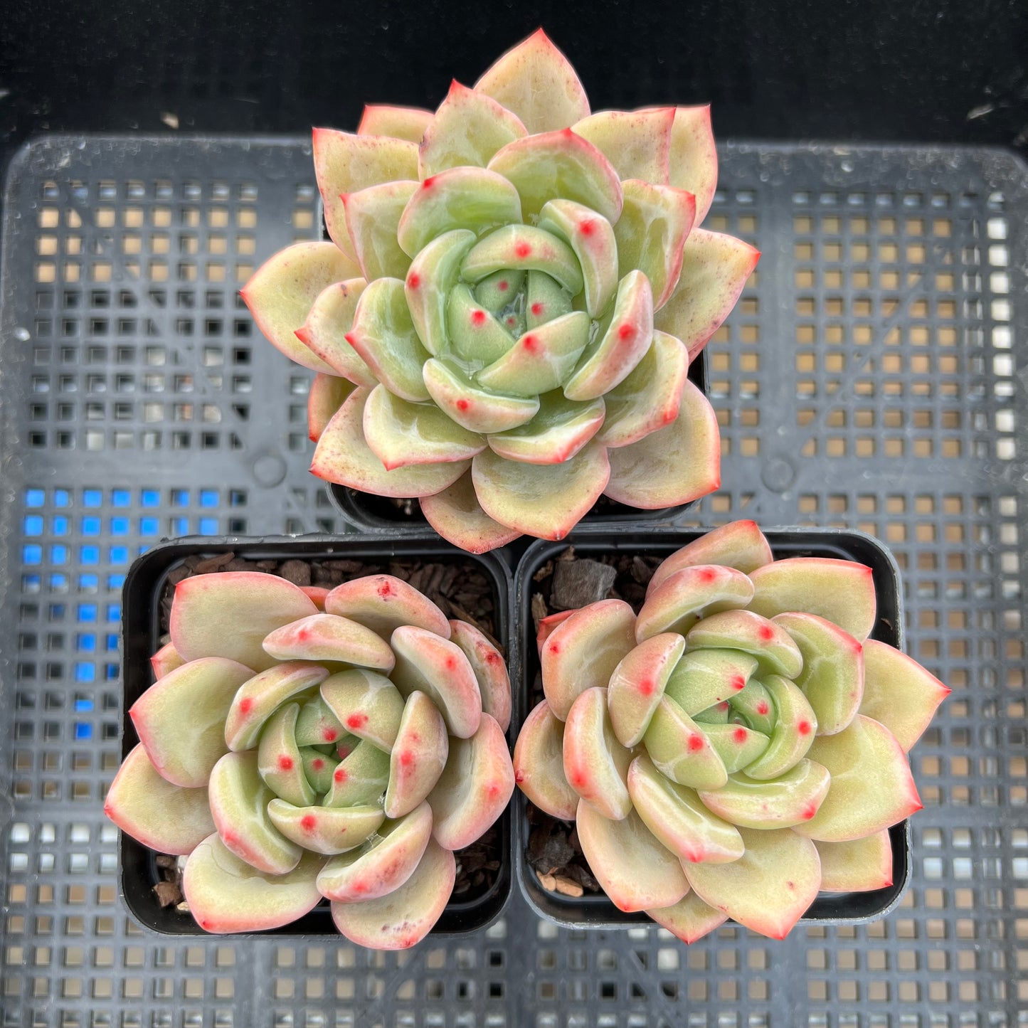 Echeveria White Champagne