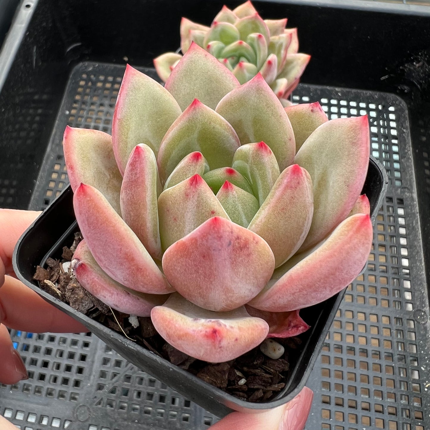 Echeveria White Champagne