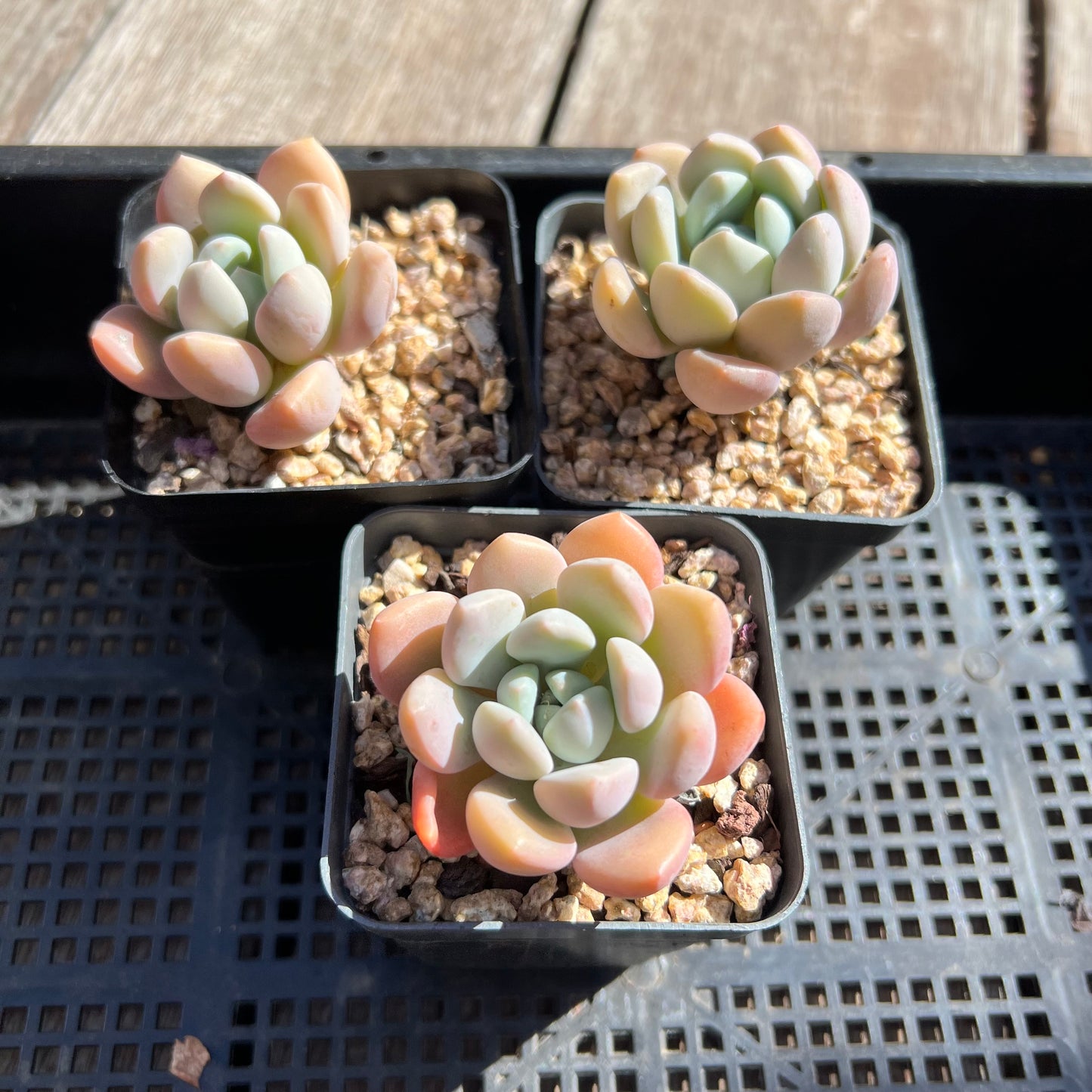 Graptoveria White Dew