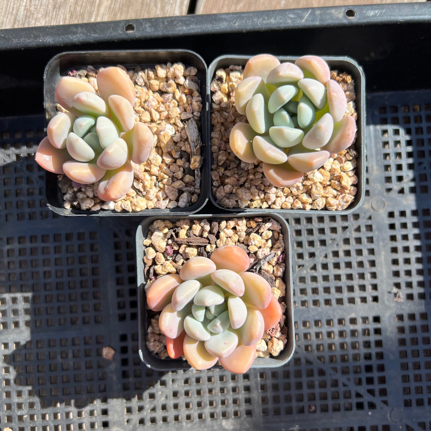 Graptoveria White Dew