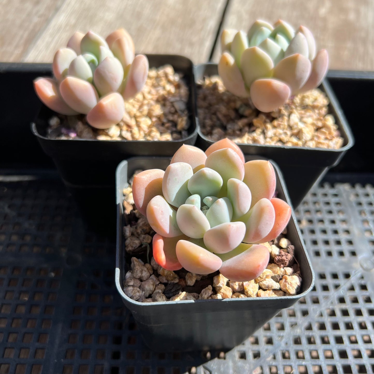 Graptoveria White Dew