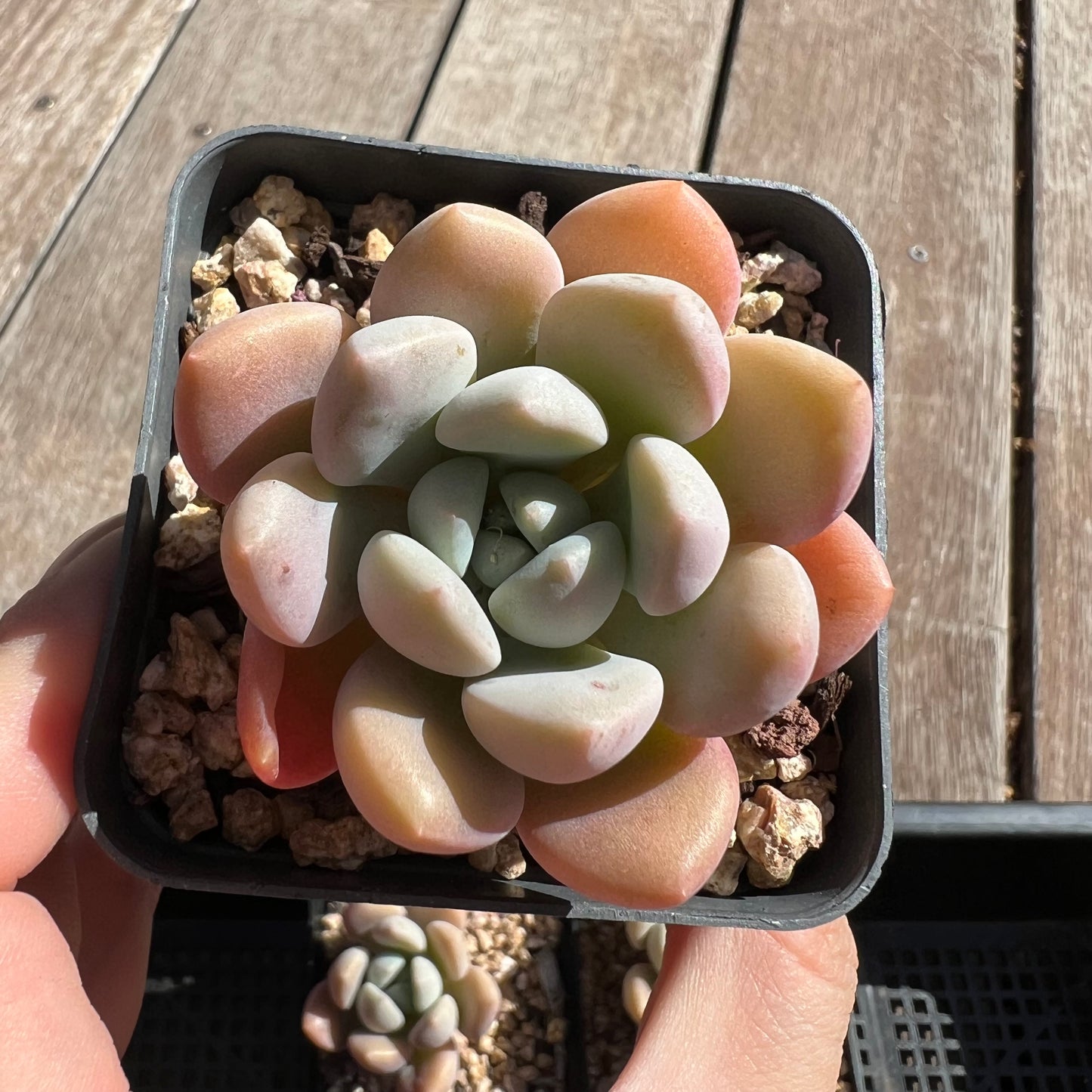Graptoveria White Dew