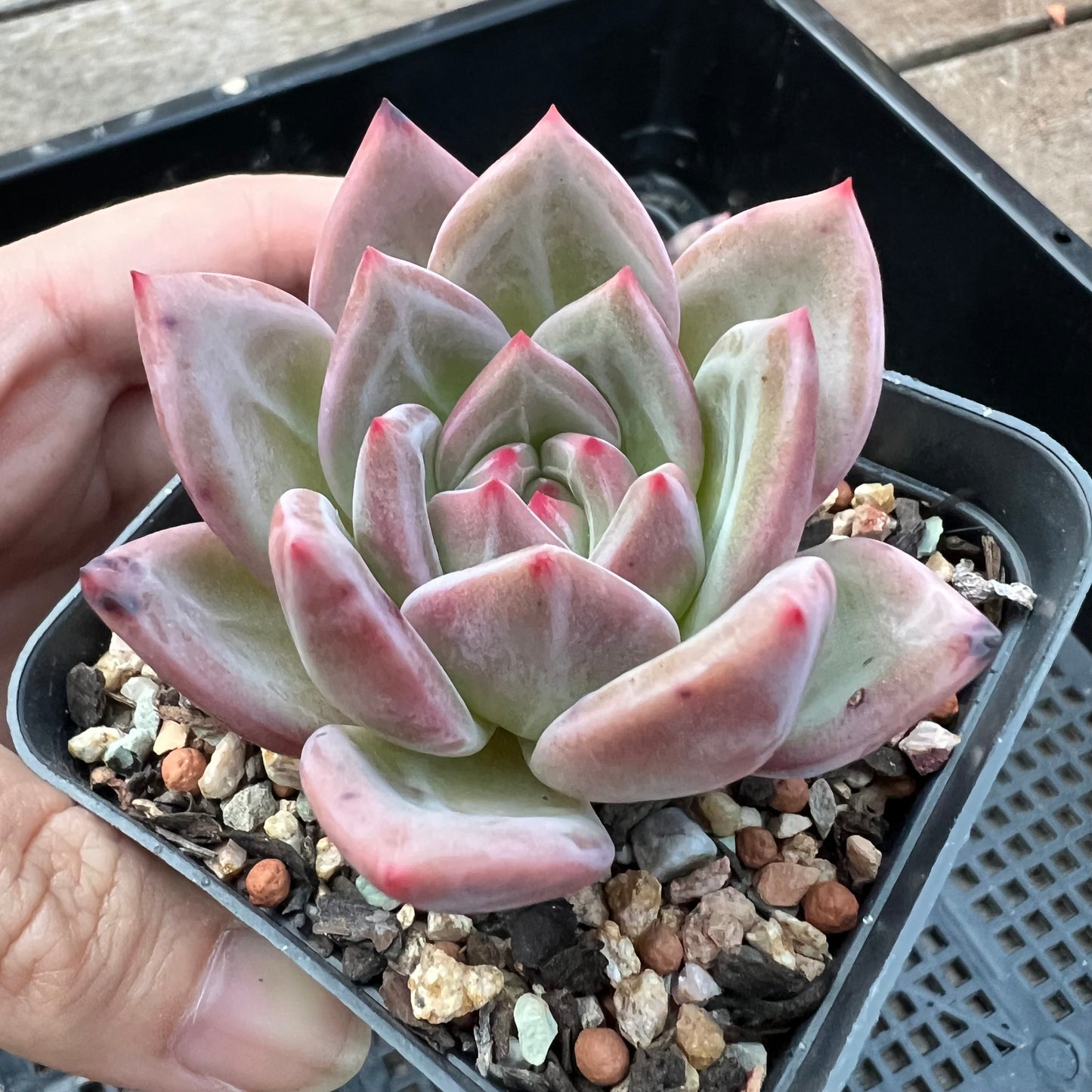 Echeveria 'White Night' Champagne