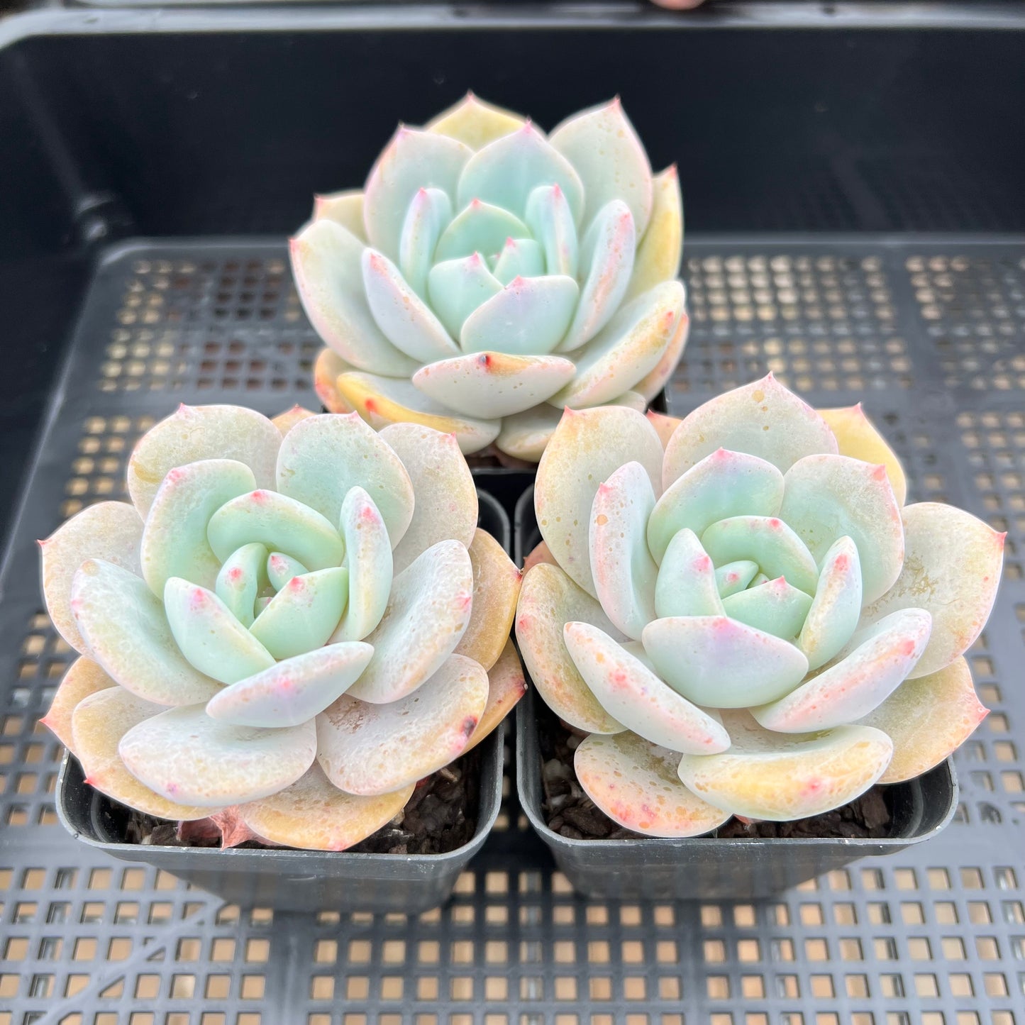 Echeveria White Storm 'Byakuran'