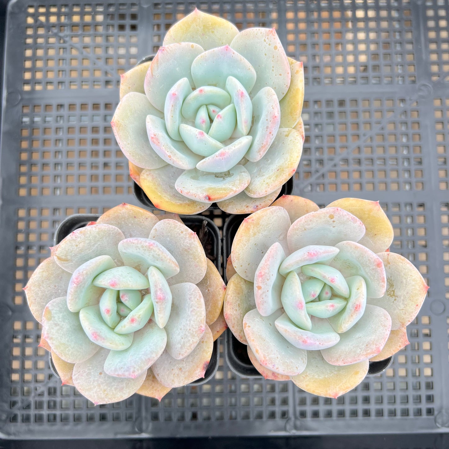 Echeveria White Storm 'Byakuran'