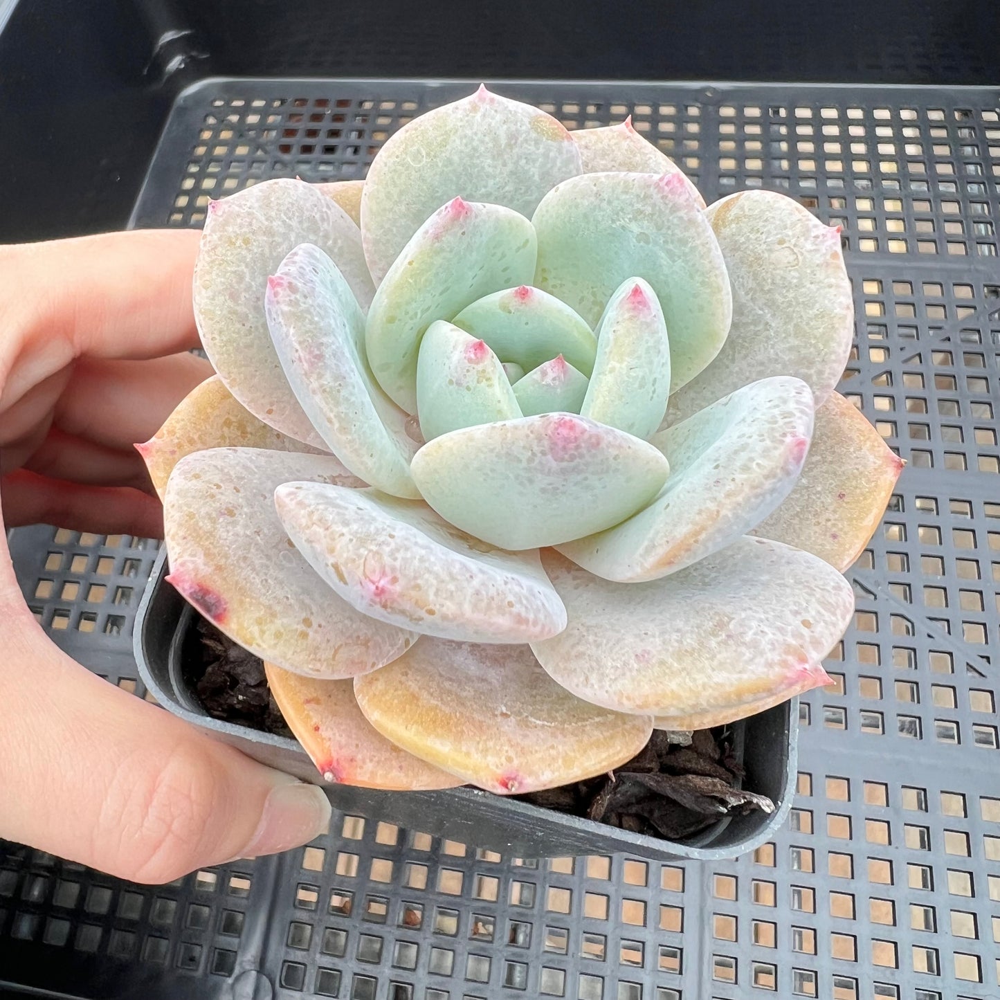 Echeveria White Storm 'Byakuran'