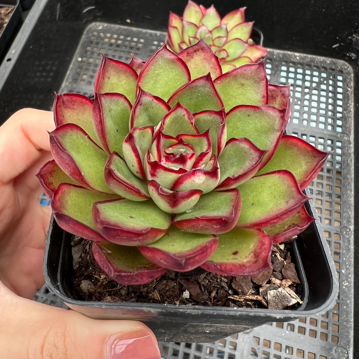Echeveria Yamato Haru