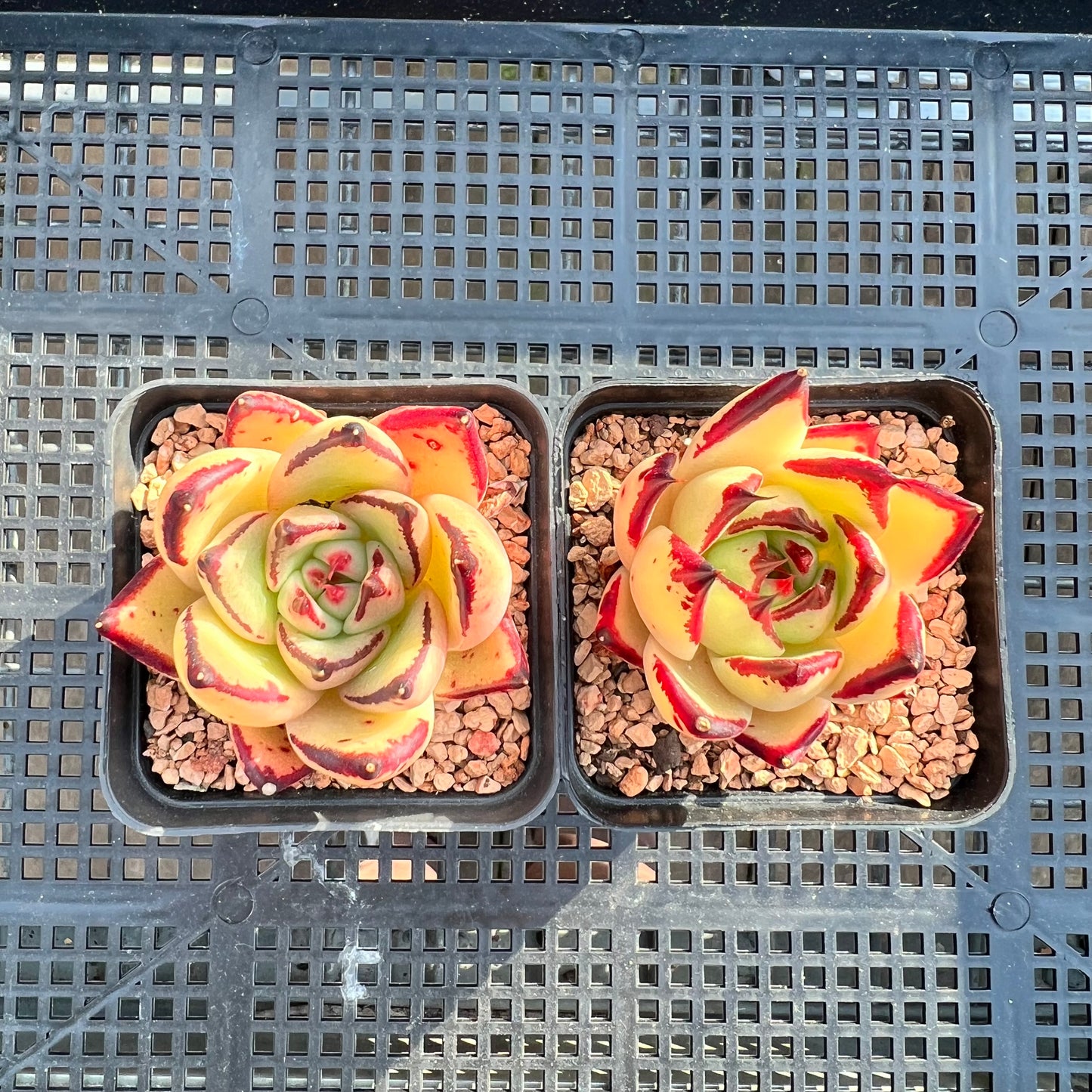 Echeveria Agavoides 'Yellow Ebony'