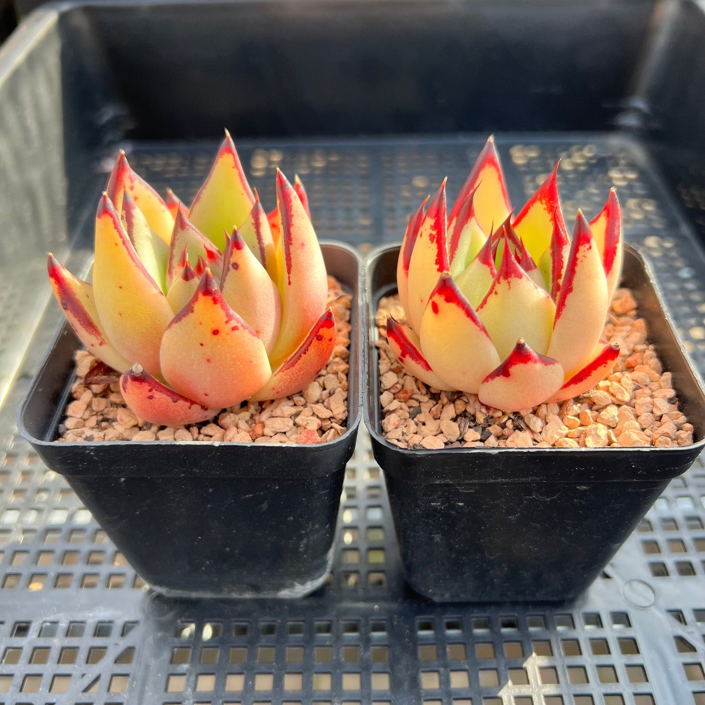 Echeveria Agavoides 'Yellow Ebony'