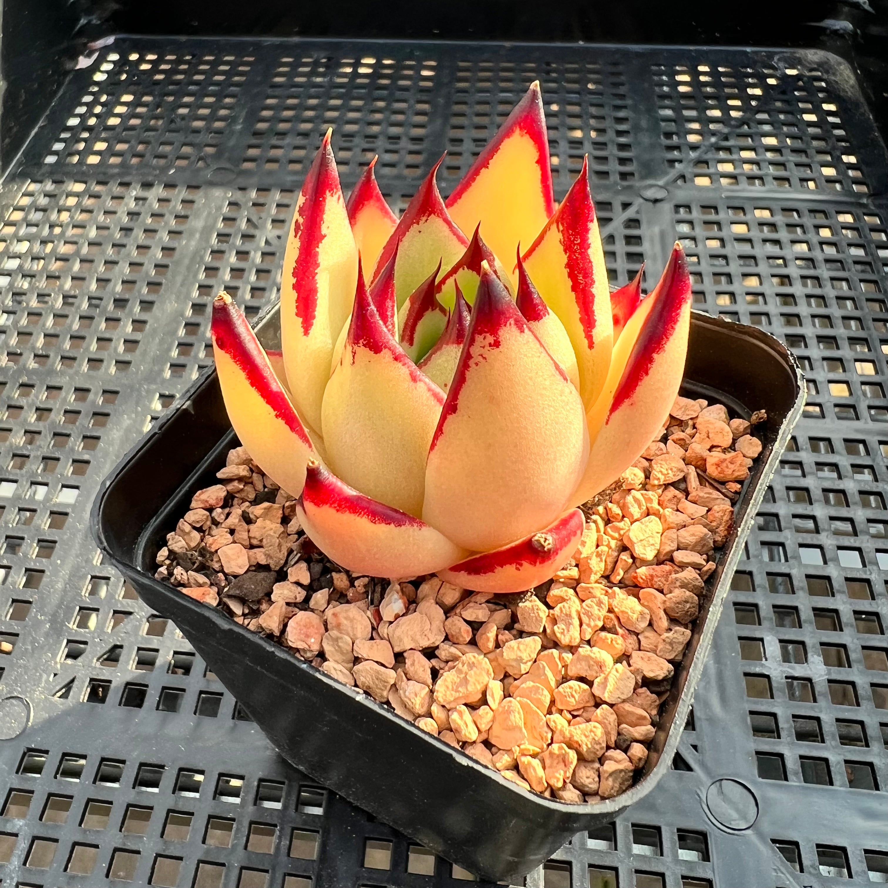 red yellow succulent Echeveria Agavoides 'Yellow Ebony'