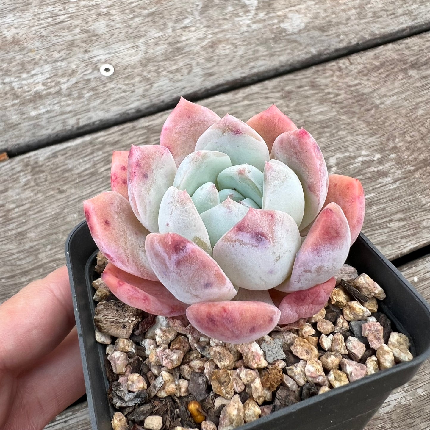 Echeveria 'Blood Orange'