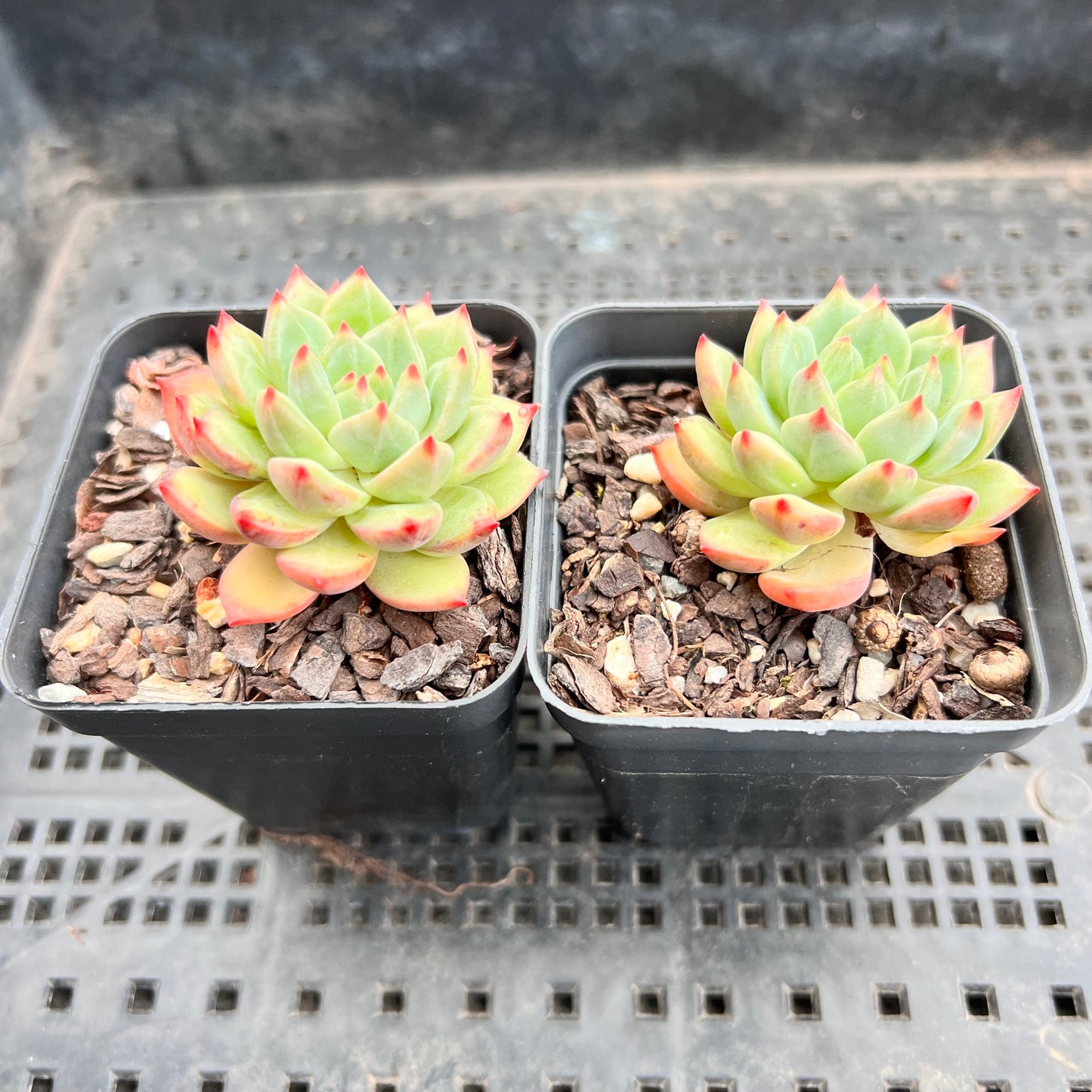 Echeveria 'Scarletta'