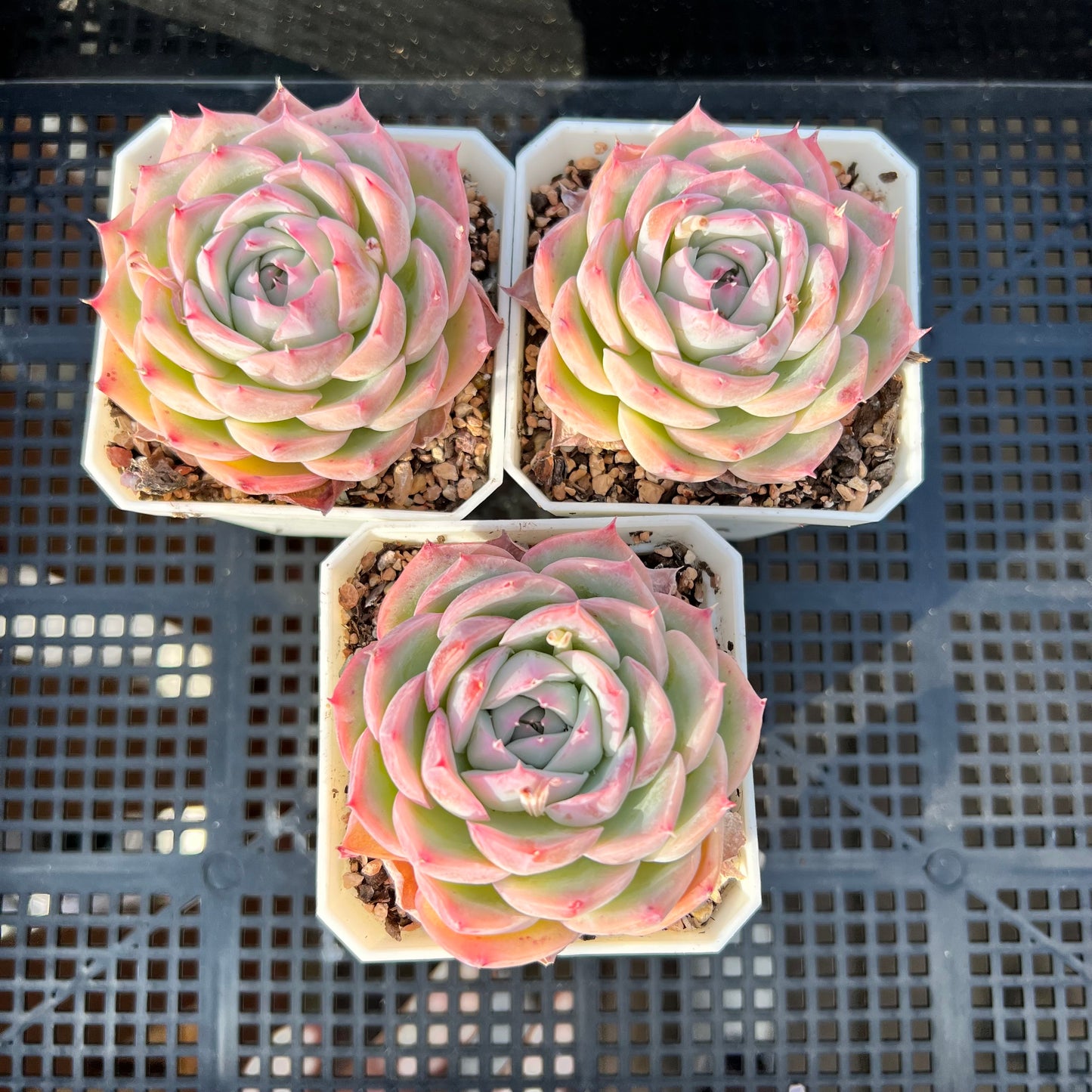 Echeveria 'Silhouette' Korean Form