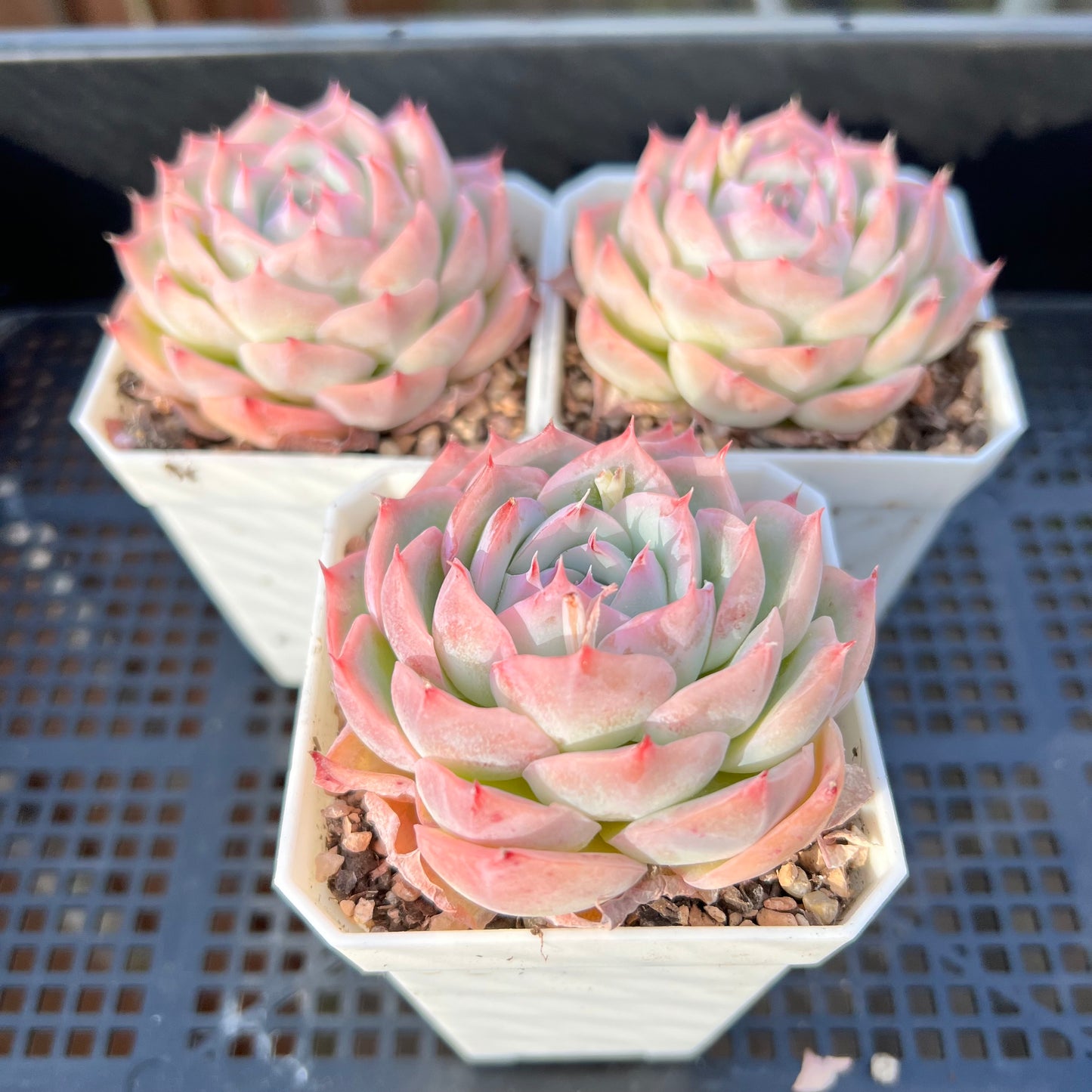 Echeveria 'Silhouette' Korean Form