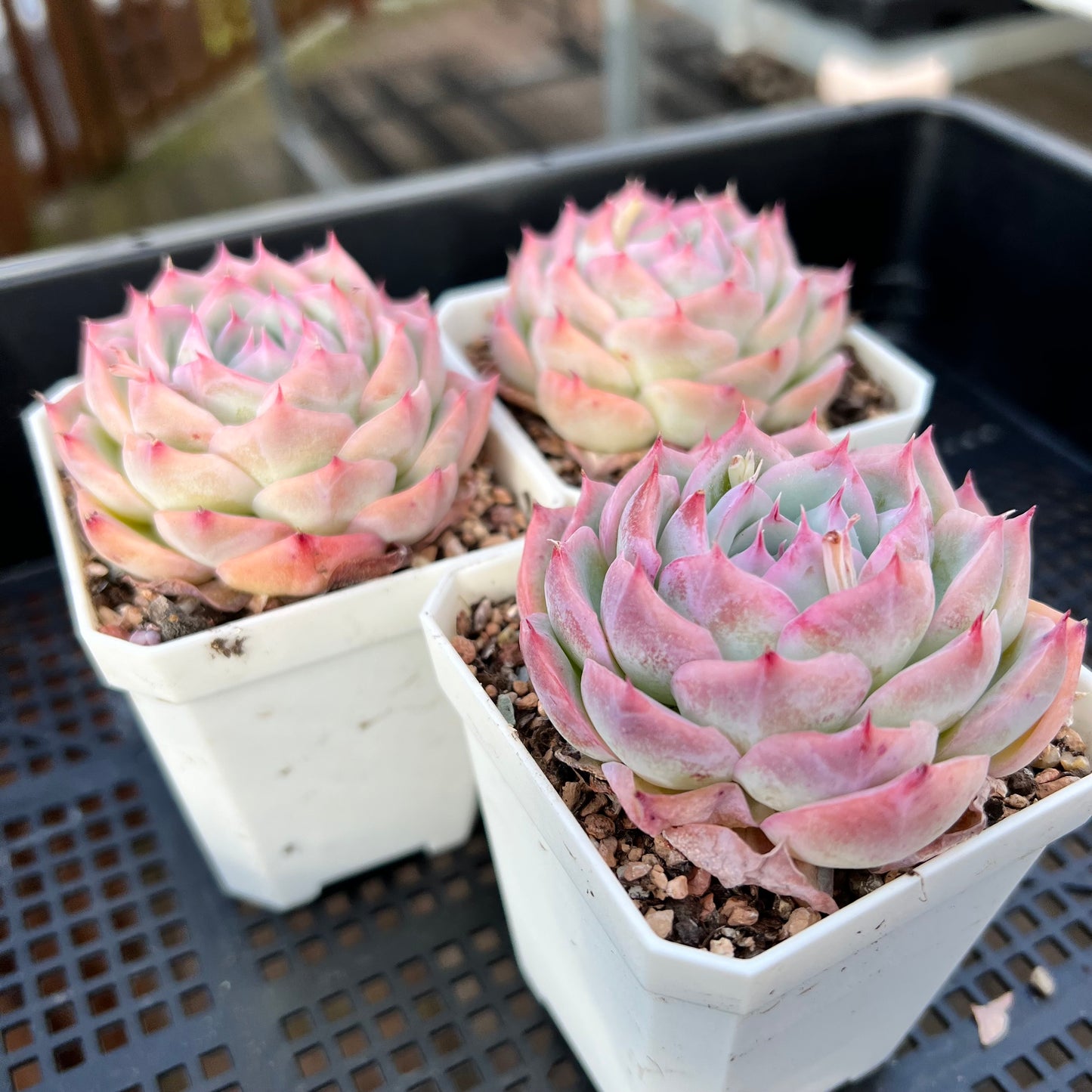 Echeveria 'Silhouette' Korean Form