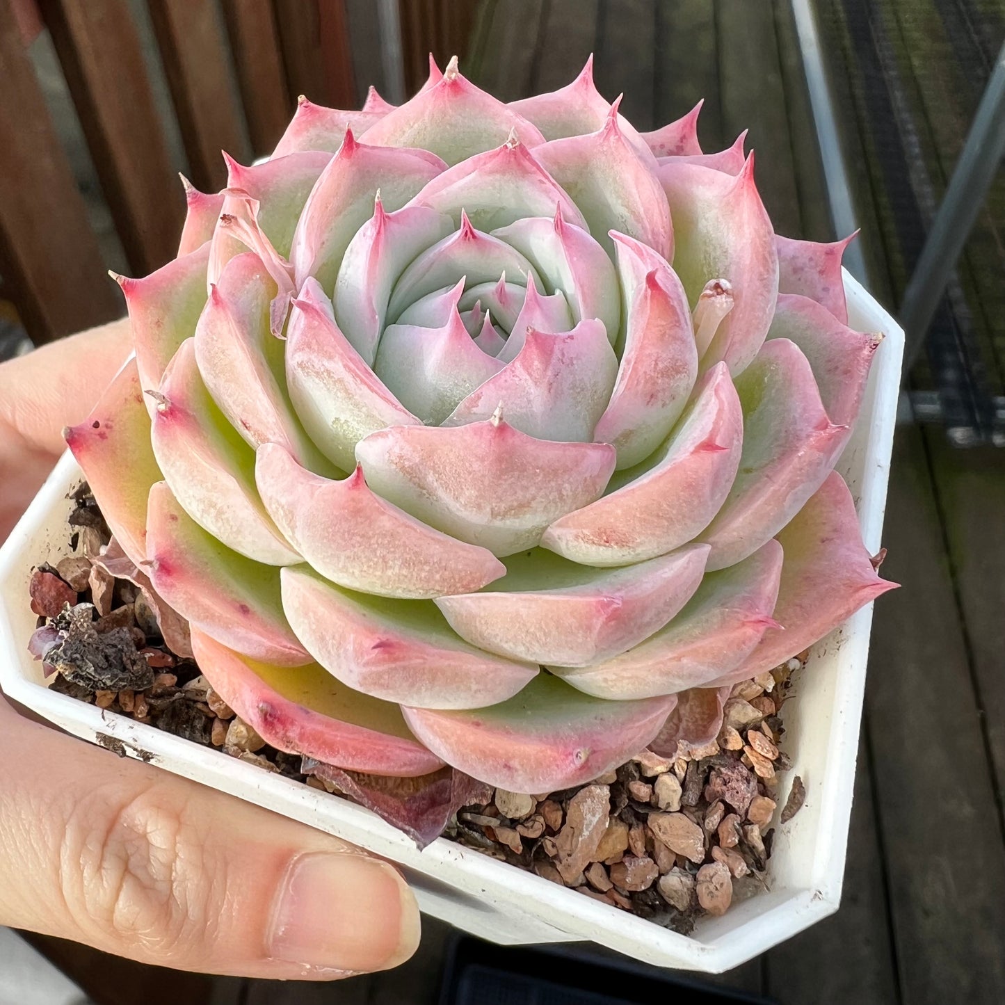 Echeveria 'Silhouette' Korean Form